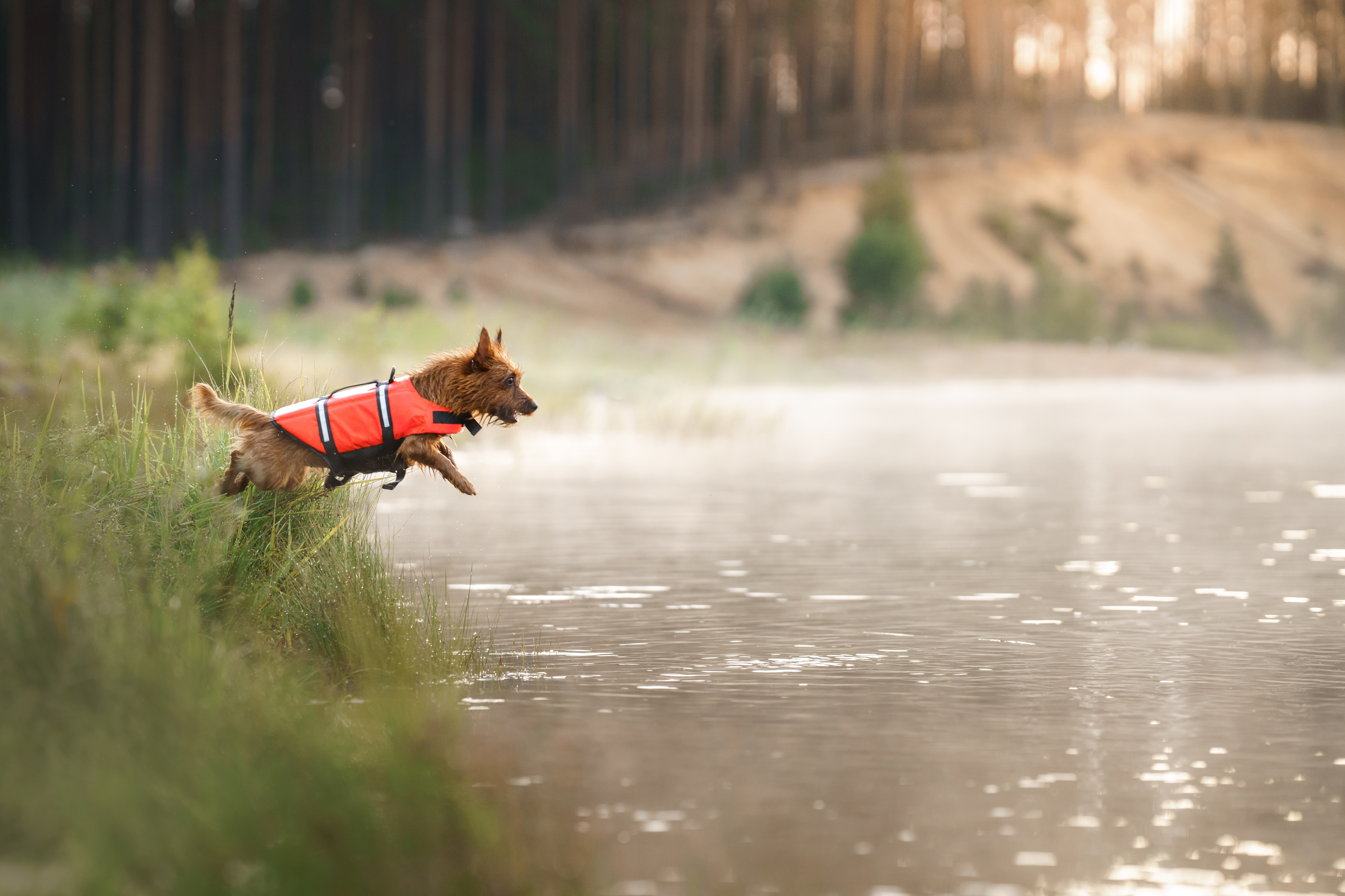 Hund springt mit Schwimmweste ins Wasser 