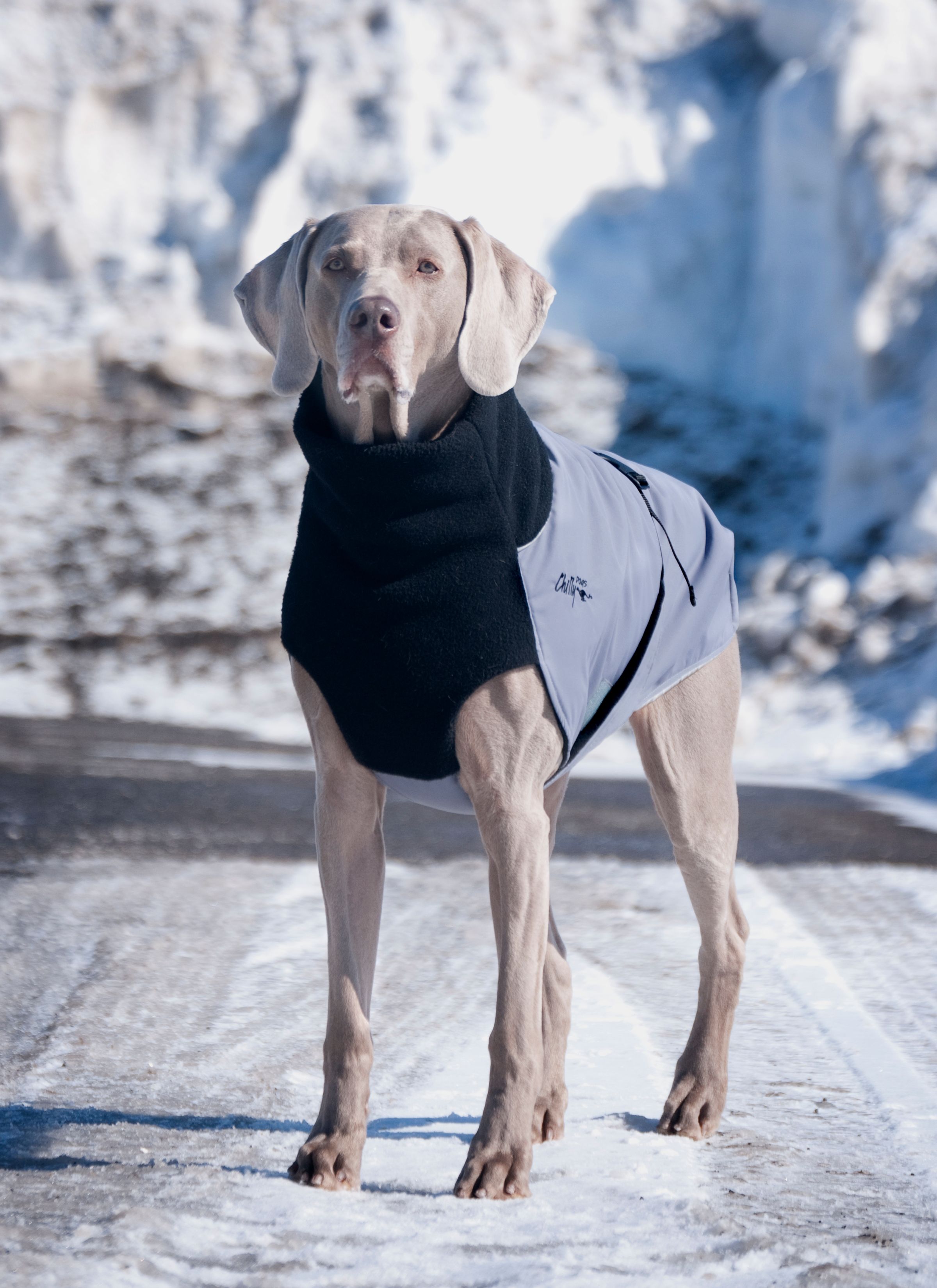 Chilly Dogs Great White North STANDARD