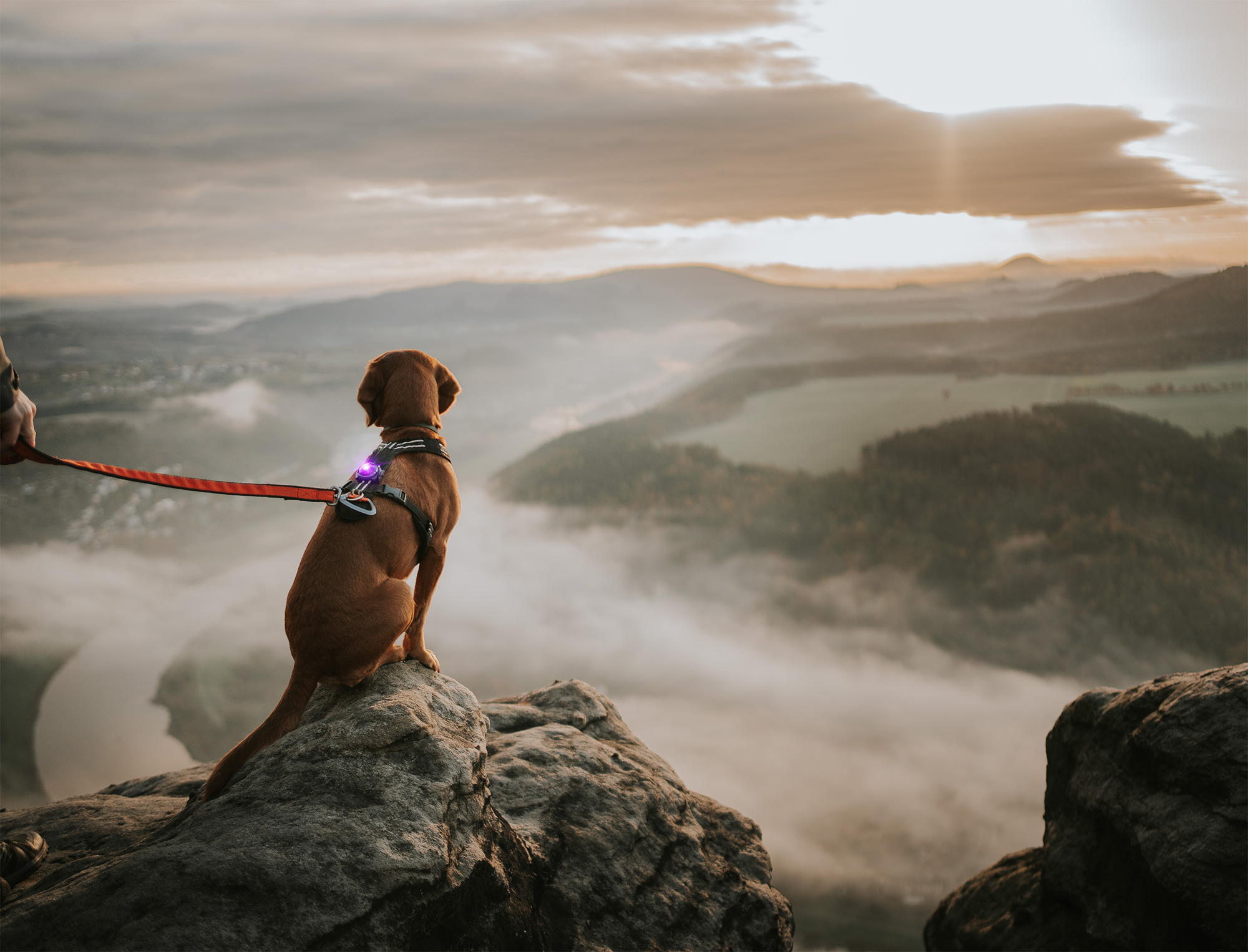 Orbiloc Dog Dual Light purple