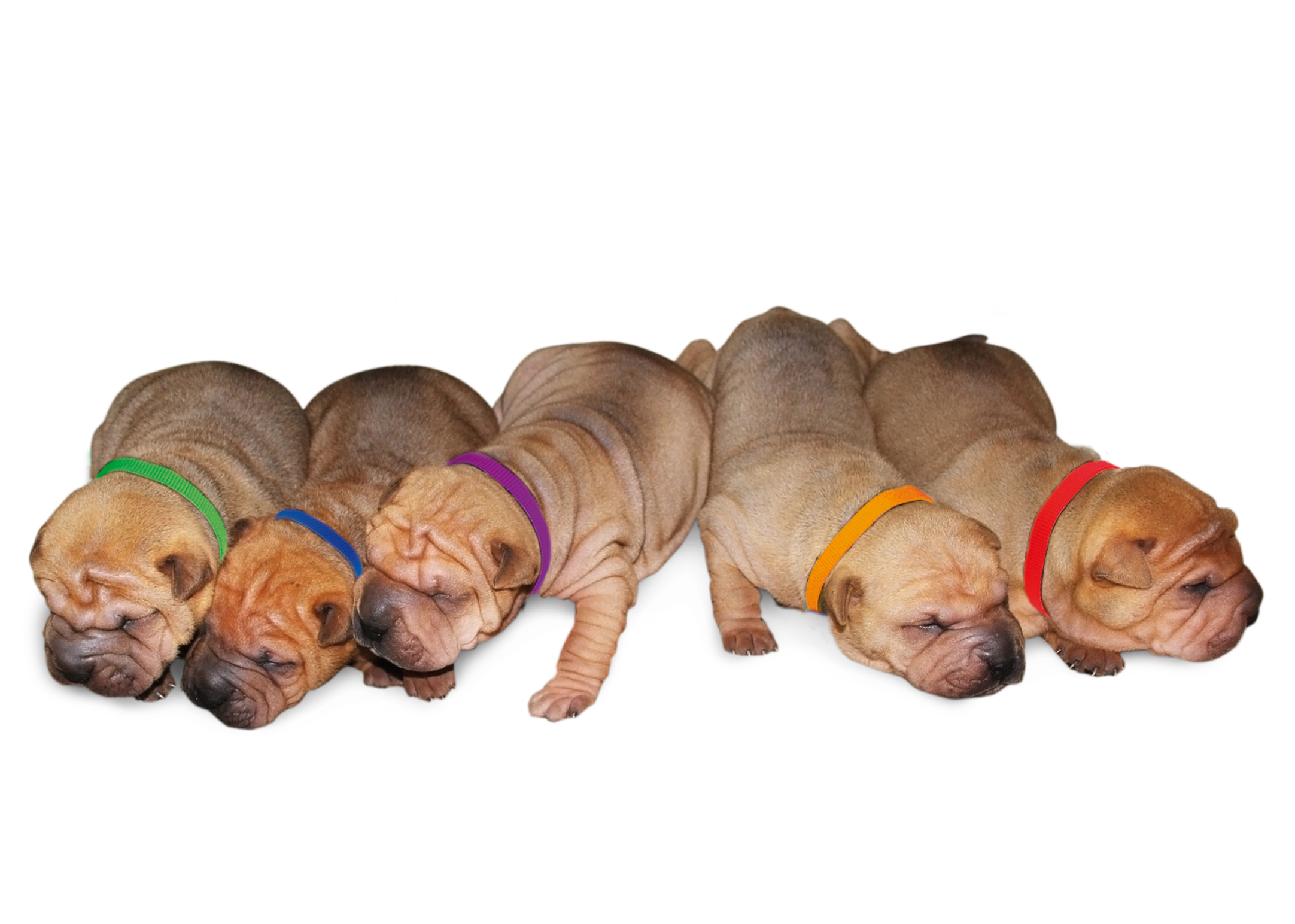 4Pups Welpenhalsbänder bis zur 8. Woche, 12 Stück