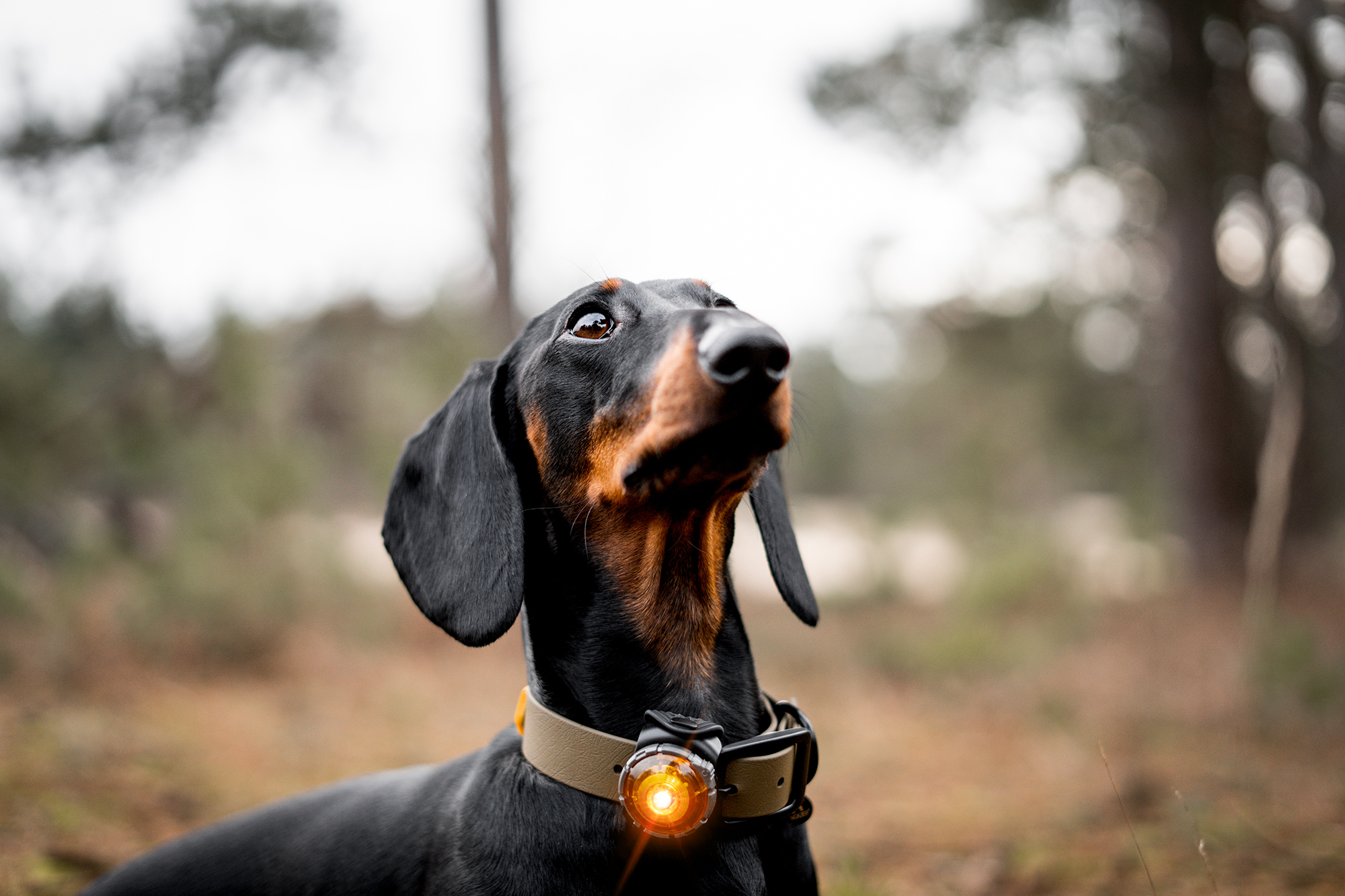 Orbiloc Dog Dual Light amber