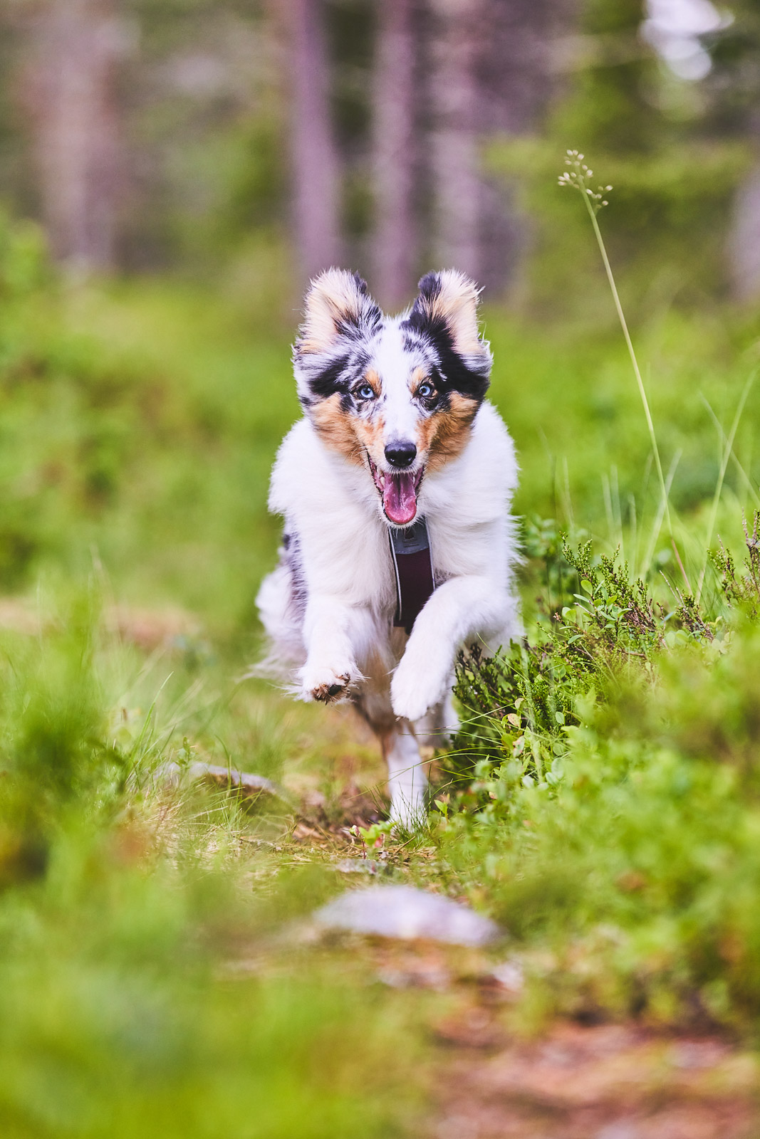 Non-stop dogwear Line Harness 5.0