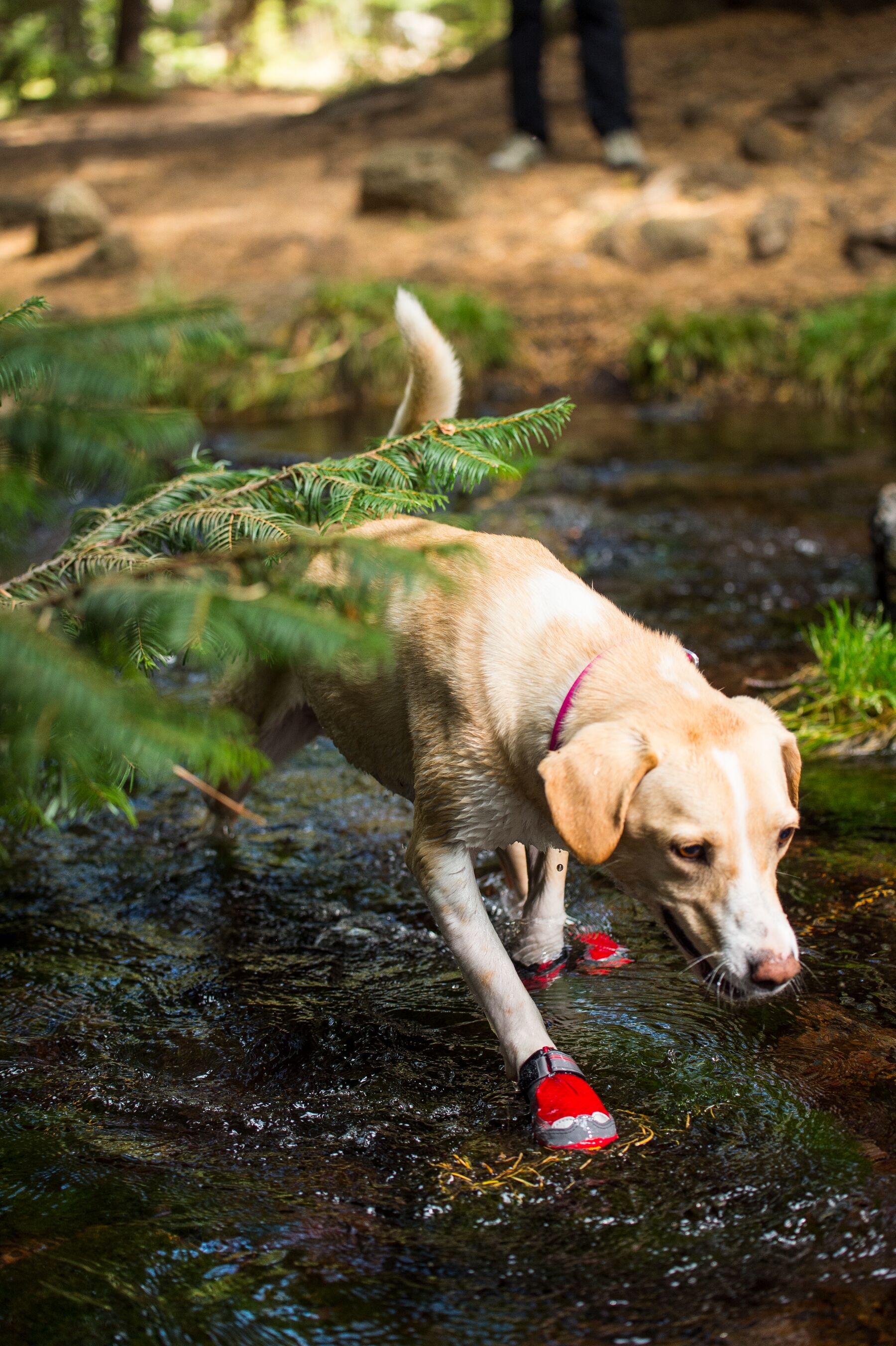 Ruffwear Grip Trex - set of 2 - Red Currant