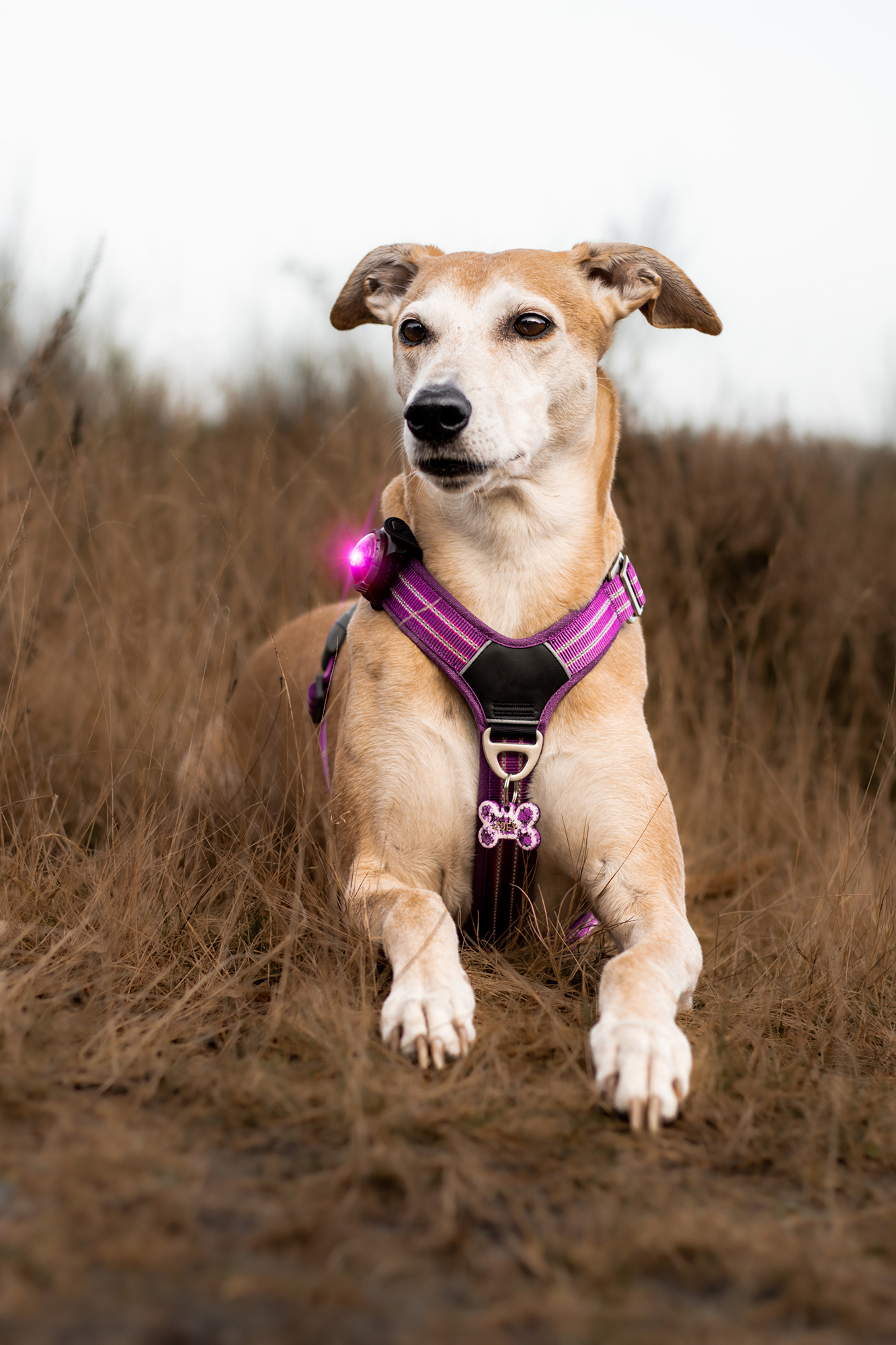 Orbiloc Dog Dual Light pink