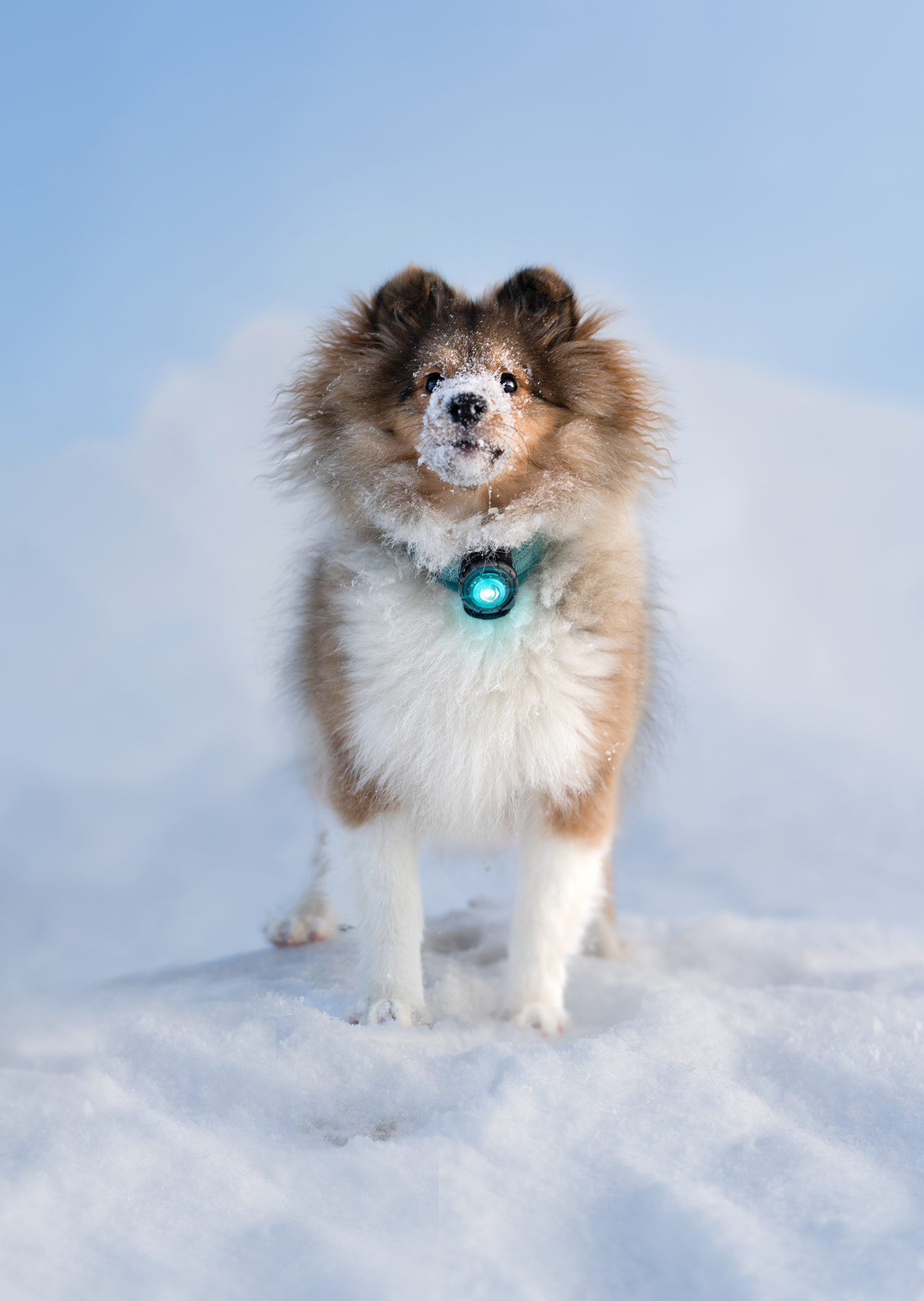 Orbiloc Dog Dual Light turquoise