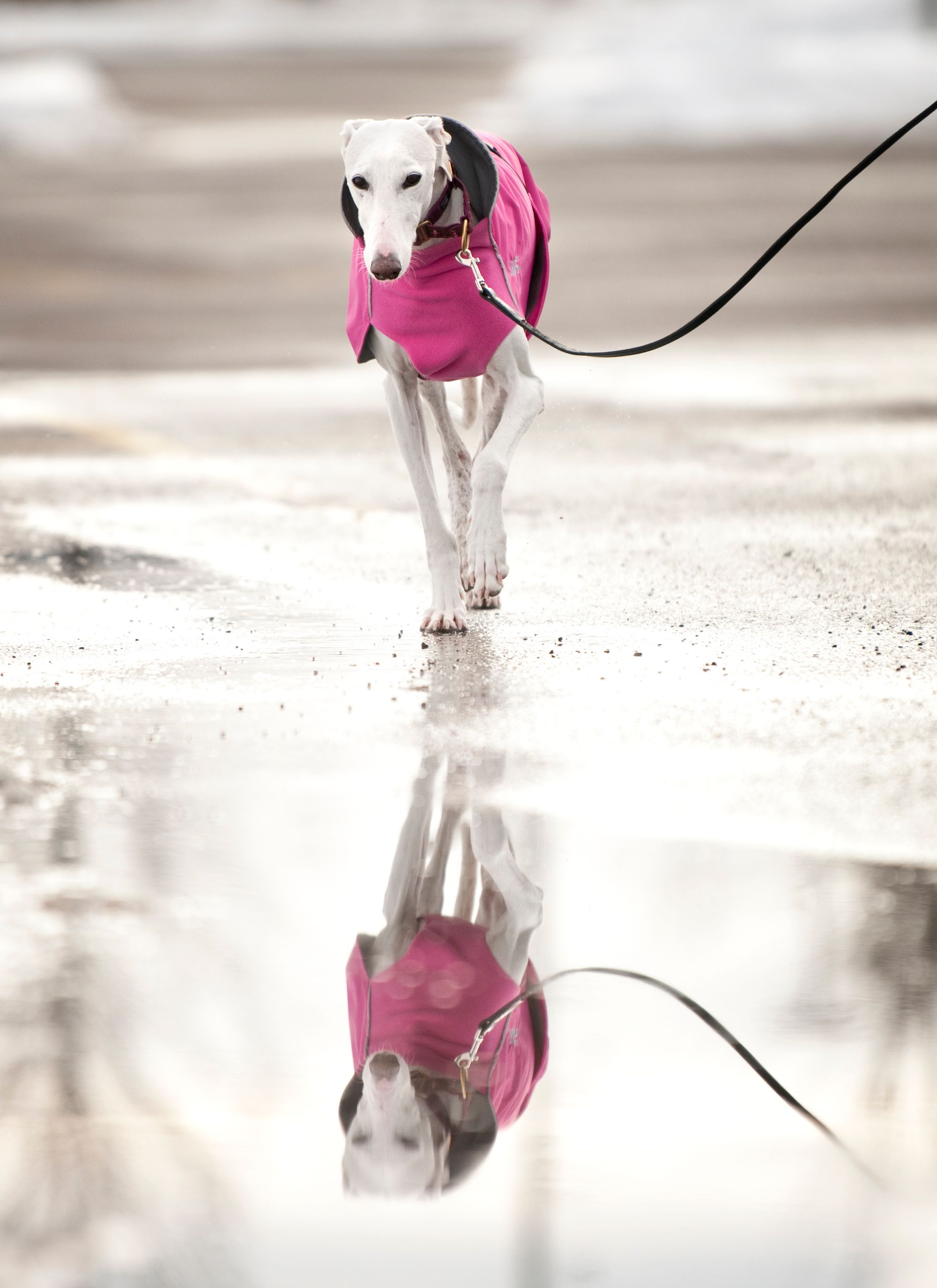 Chilly Dogs Harbour Slicker STANDARD Chilly Dogs Harbour Slicker STANDARD