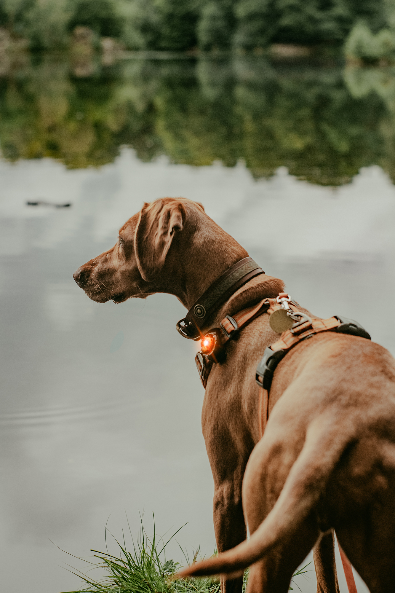 Orbiloc Dog Dual Light amber