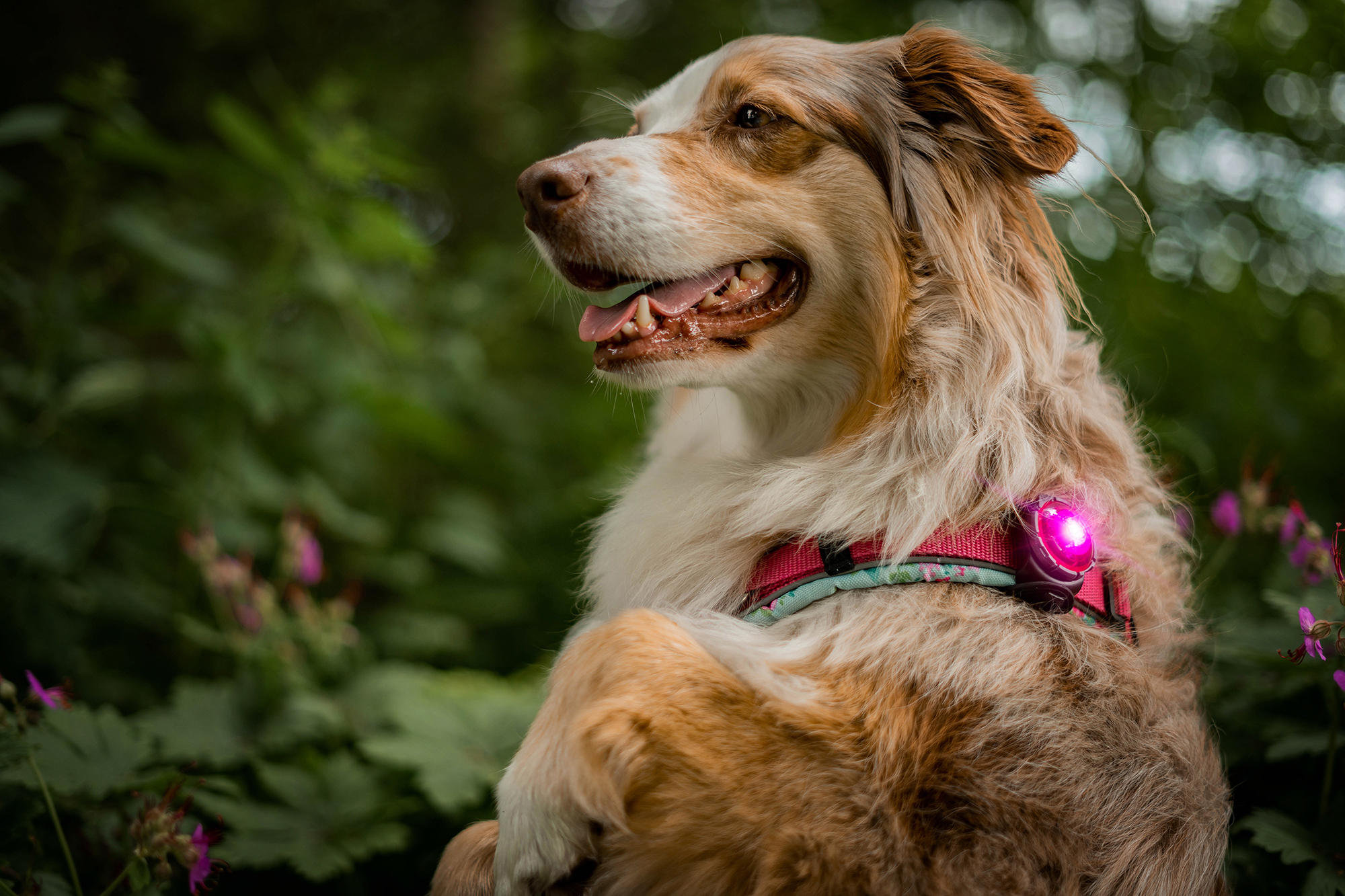 Orbiloc Dog Dual Light pink