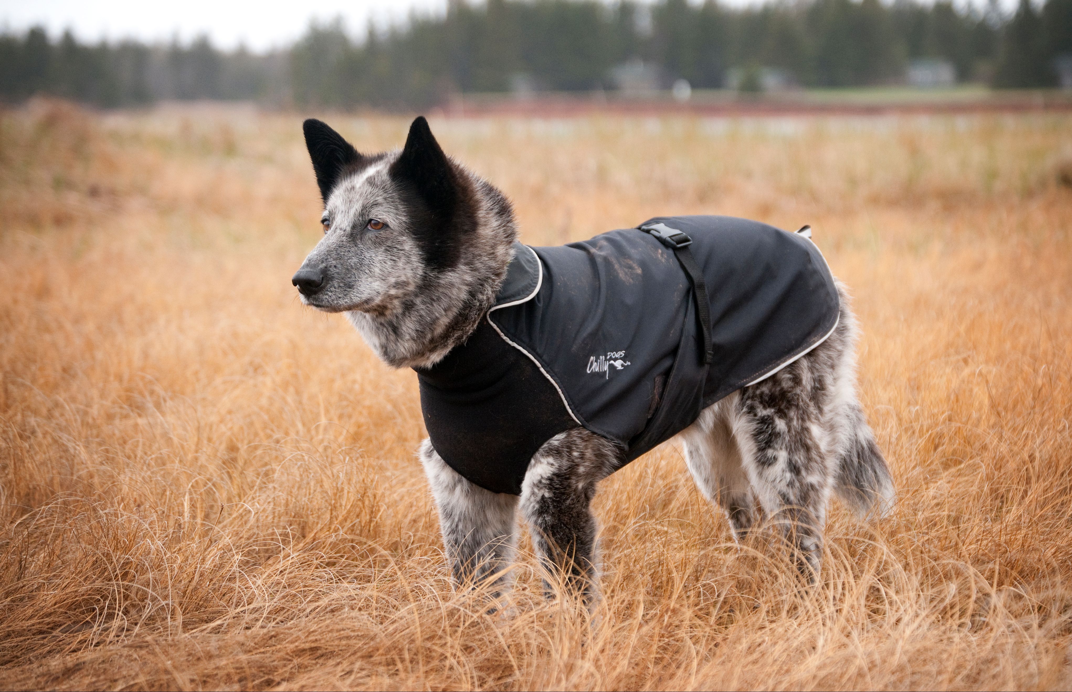 Chilly Dogs Harbour Slicker STANDARD