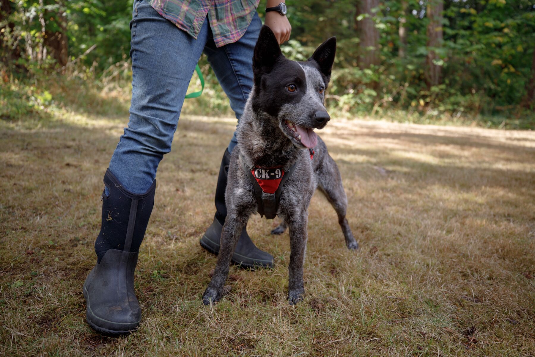 Ruffwear Brush Guard Twilight Gray