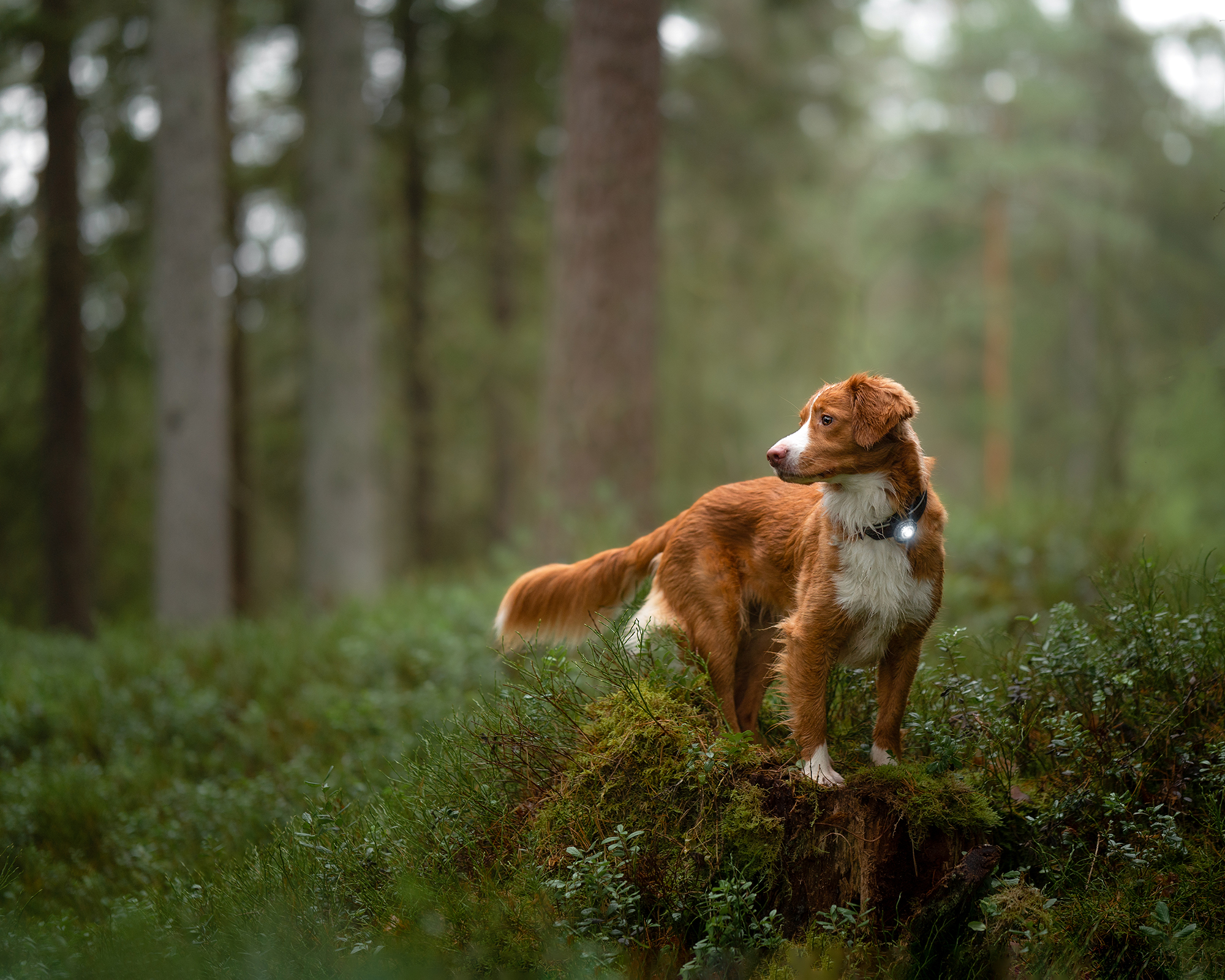 Orbiloc Dog Dual Light Dark