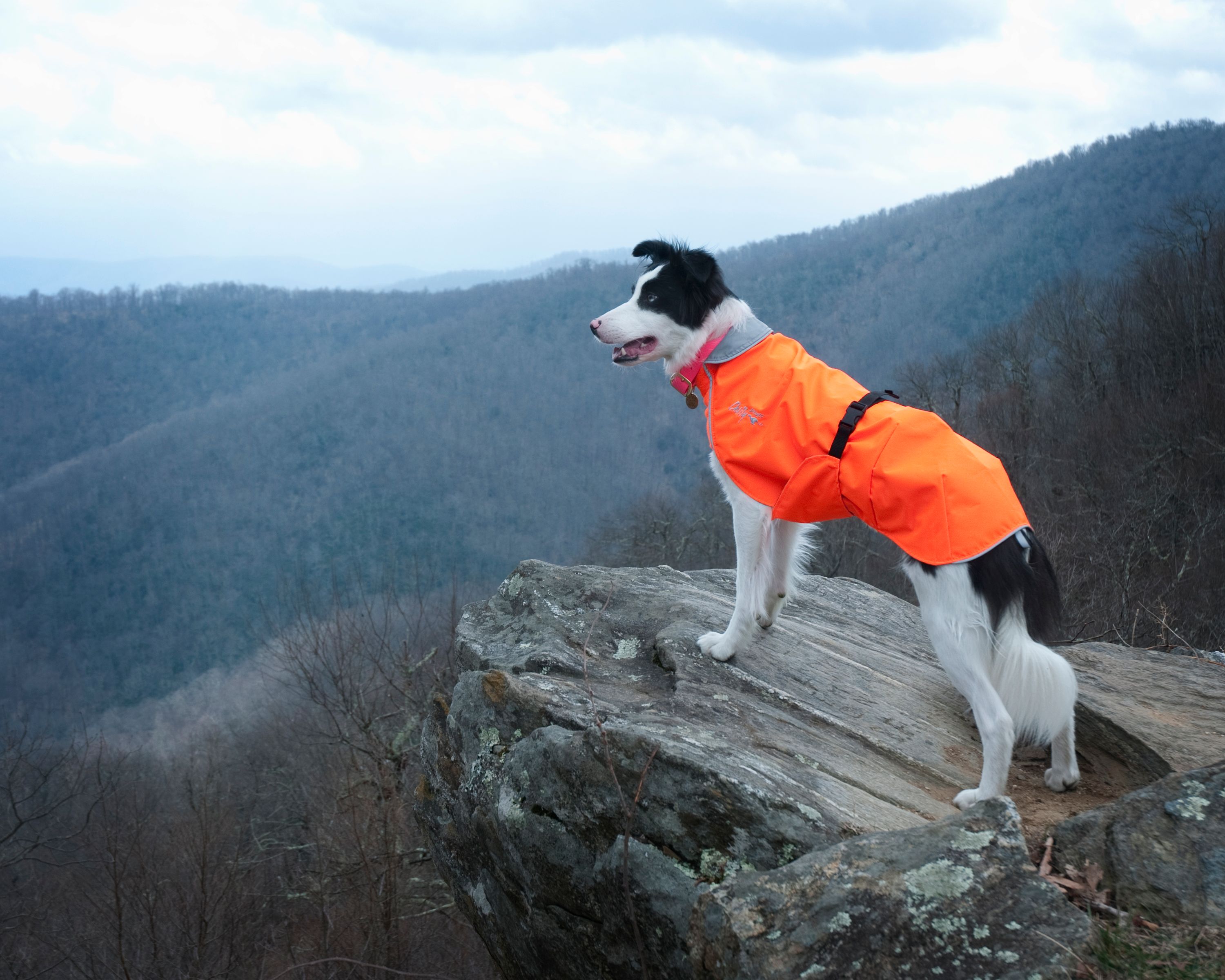 Chilly Dogs Harbour Slicker STANDARD
