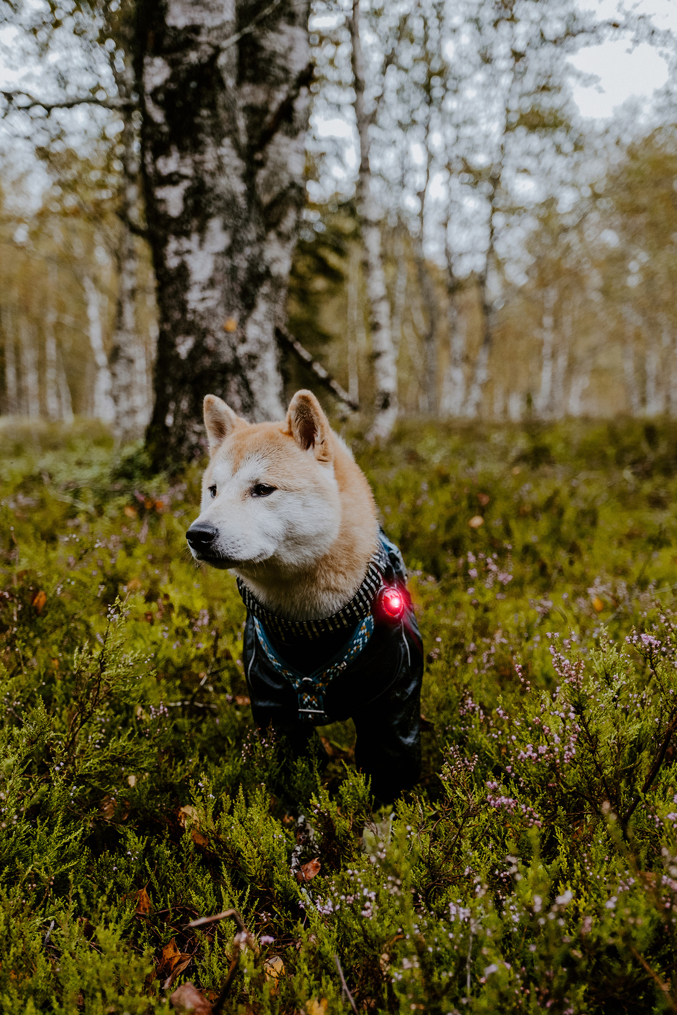 Orbiloc Dog Dual Light red Orbiloc Dog Dual Light red