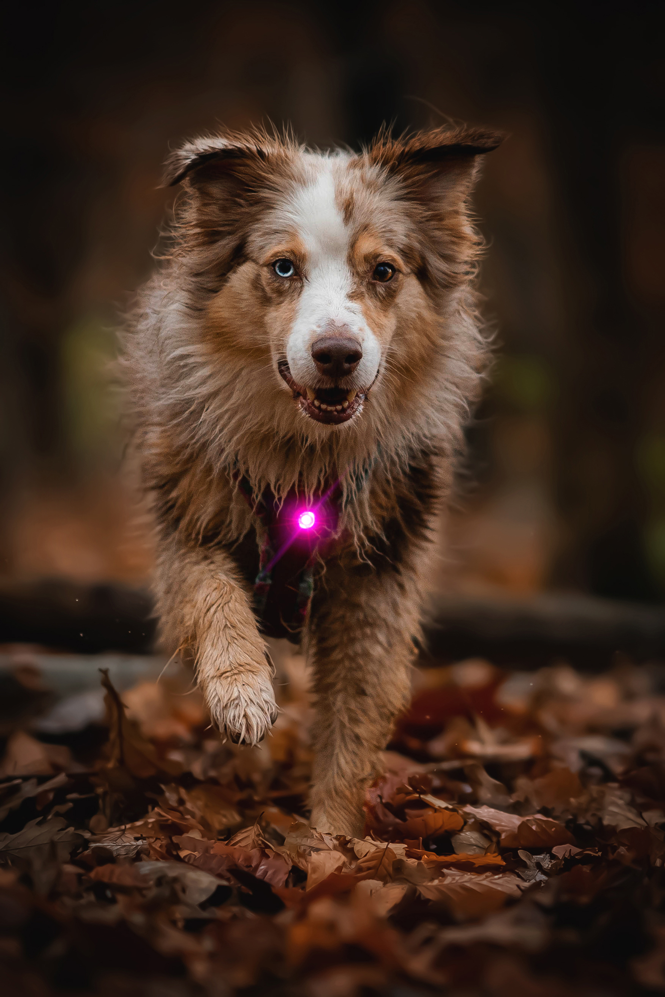 Orbiloc Dog Dual Light pink
