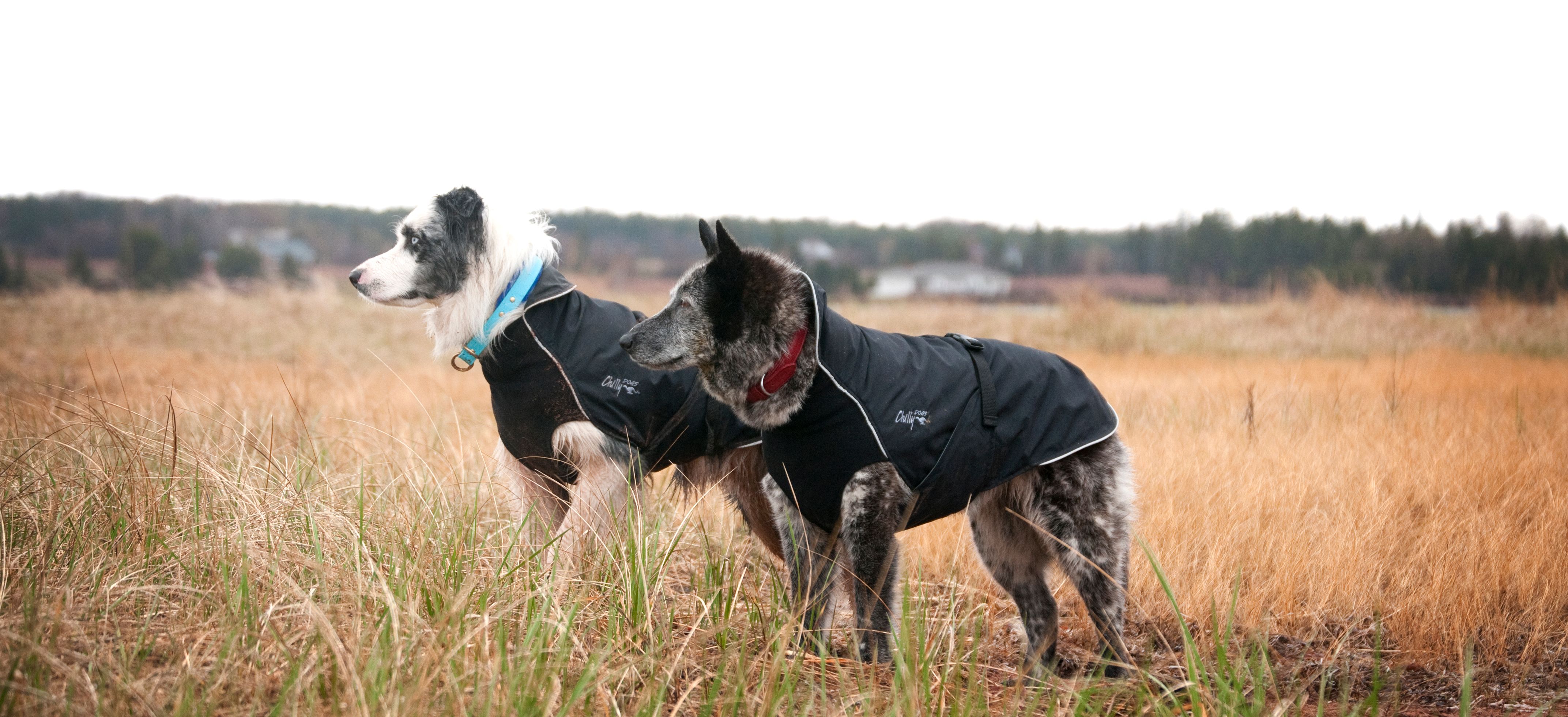 Chilly Dogs Harbour Slicker STANDARD