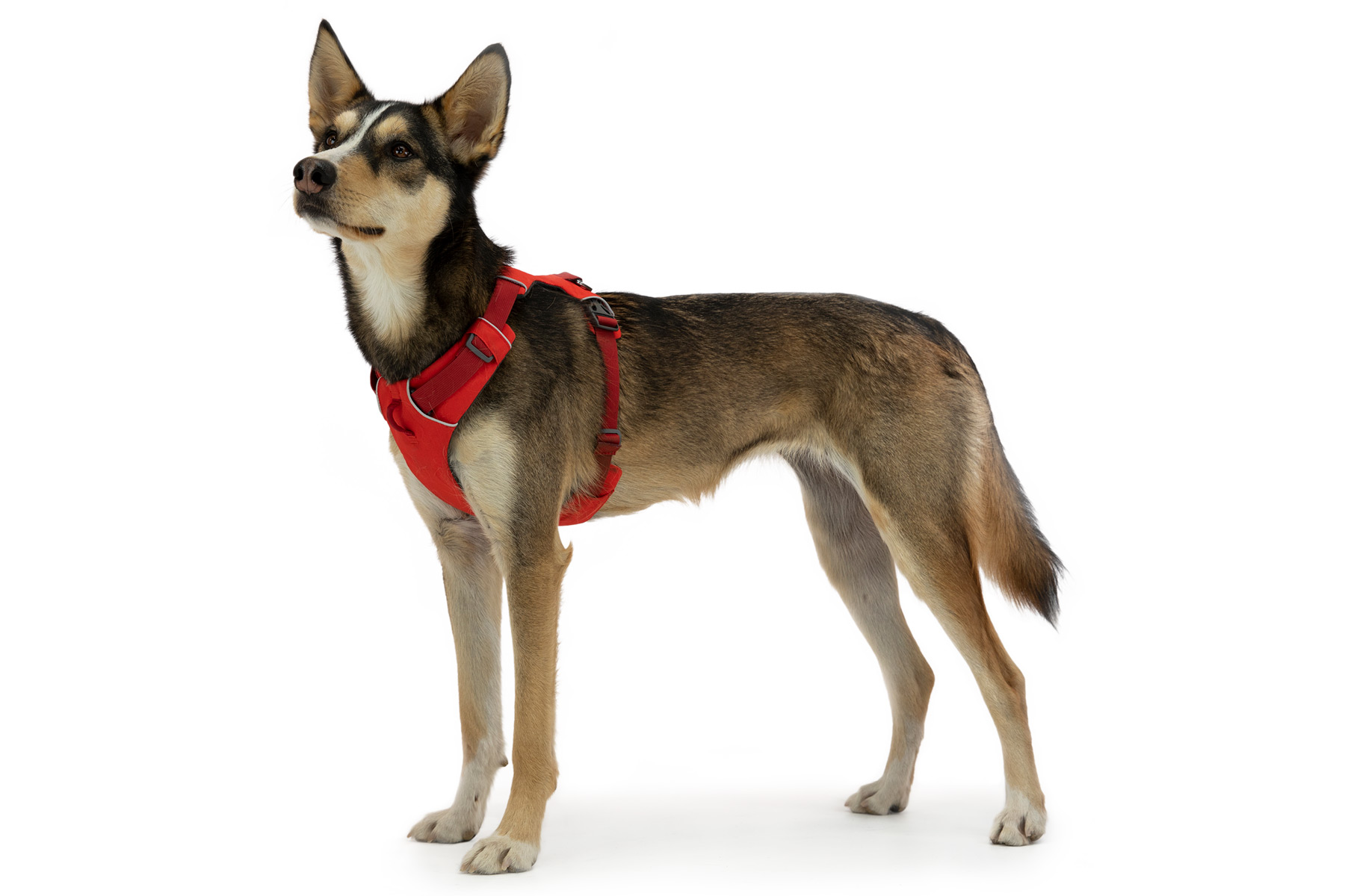 Ruffwear Front Range Harness Campfire Orange