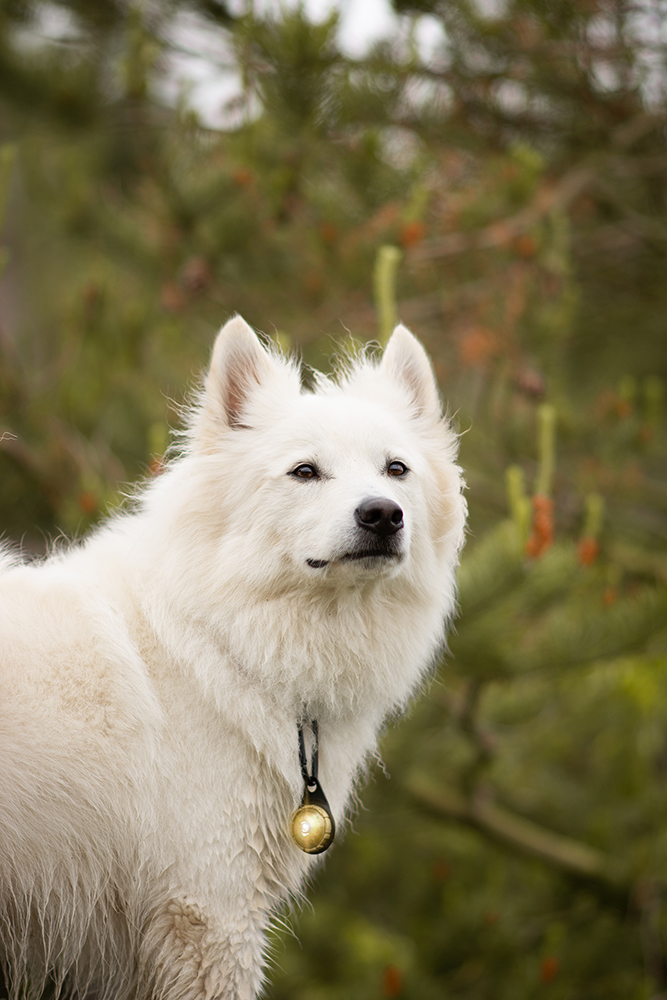 Orbiloc Dog Dual Light gold Orbiloc Dog Dual Light gold