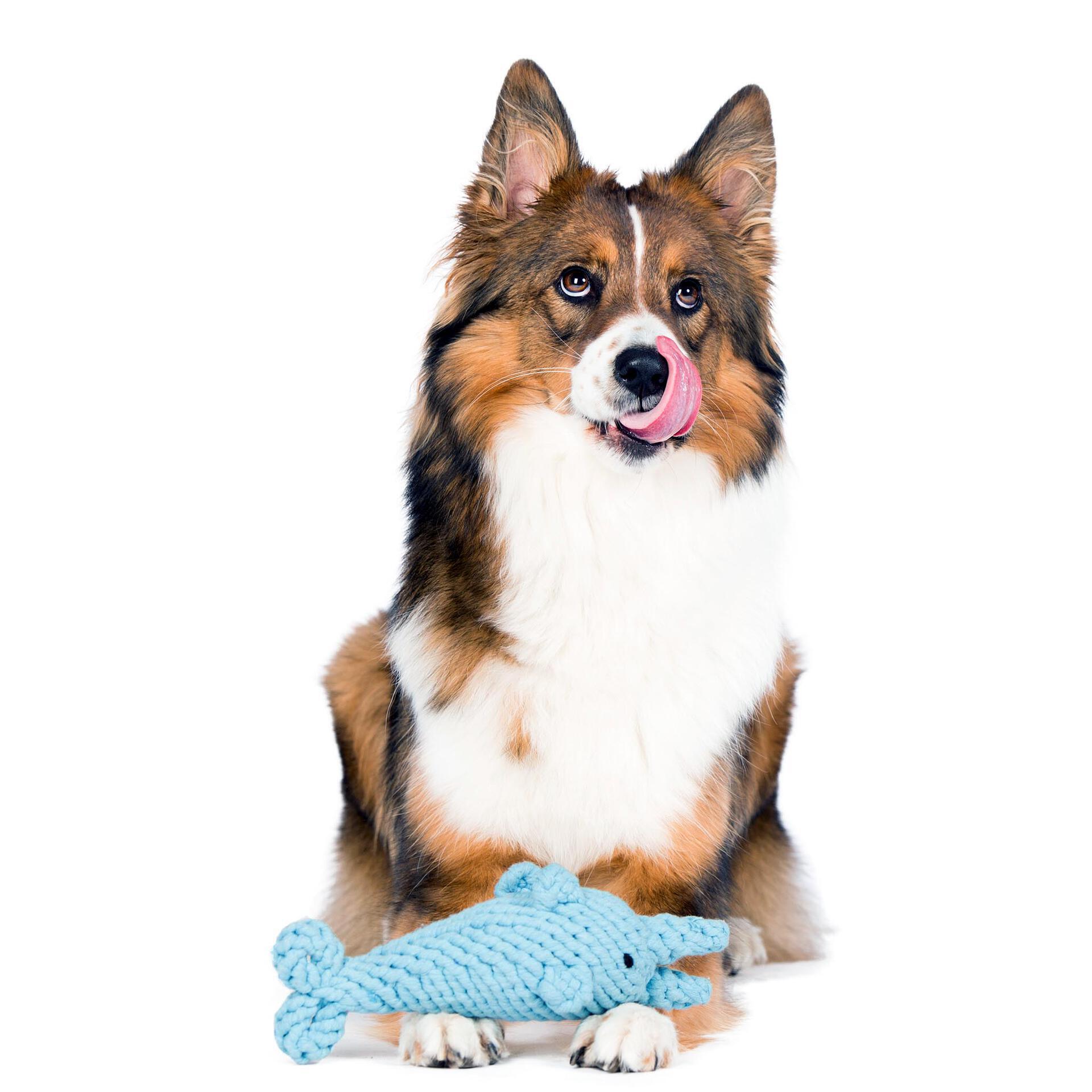 Laboni Hundespielzeug Didi Delfin hellblau 25cm