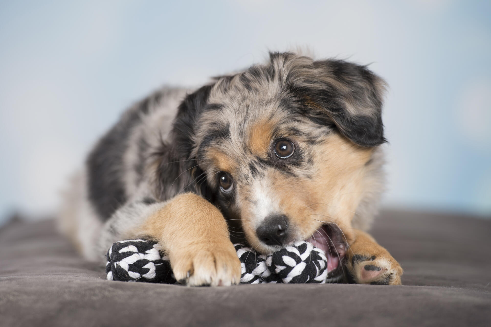 Laboni Hundespielzeug Bonnie Bone, 14cm