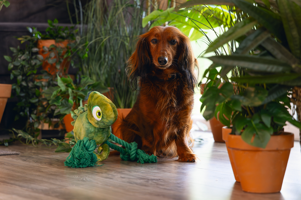 Beeztees Dschungel Chamäleon Kodi 28cm