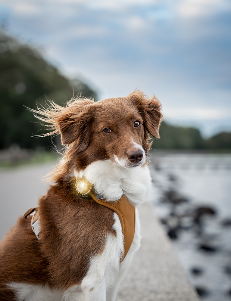 Orbiloc Dog Dual Light gold Orbiloc Dog Dual Light gold