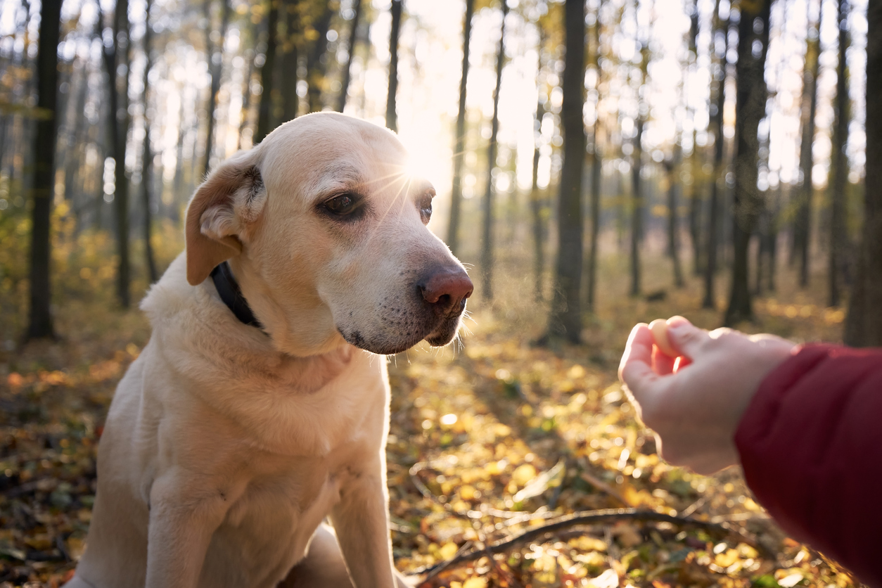 Alter Hund wartet auf die Leckerlis in der Hand
