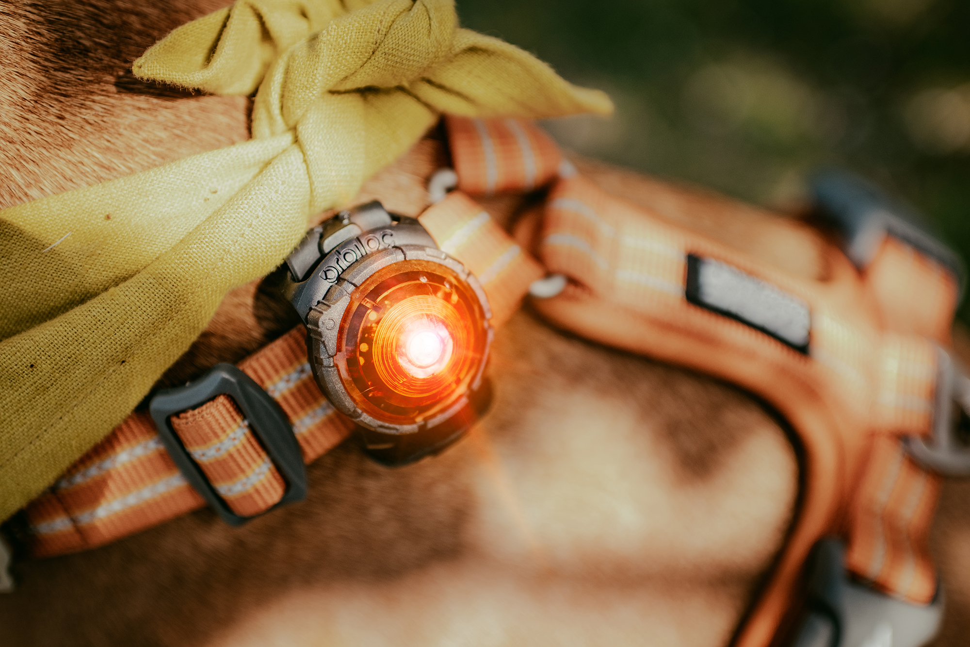 Orbiloc Dog Dual Light amber