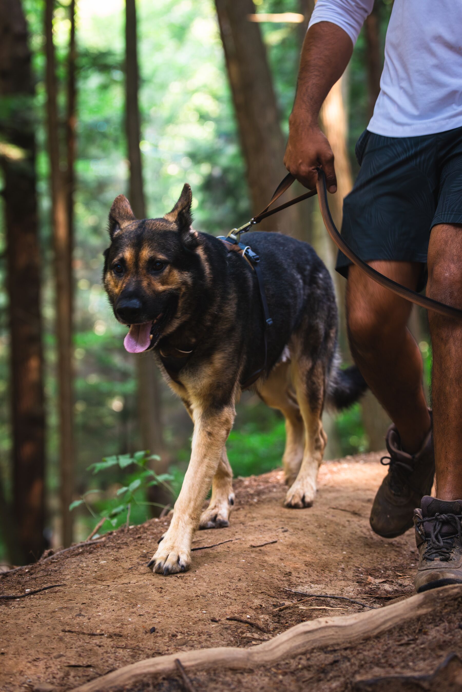 Ruffwear Front Range® Harness Moonlight Mountains