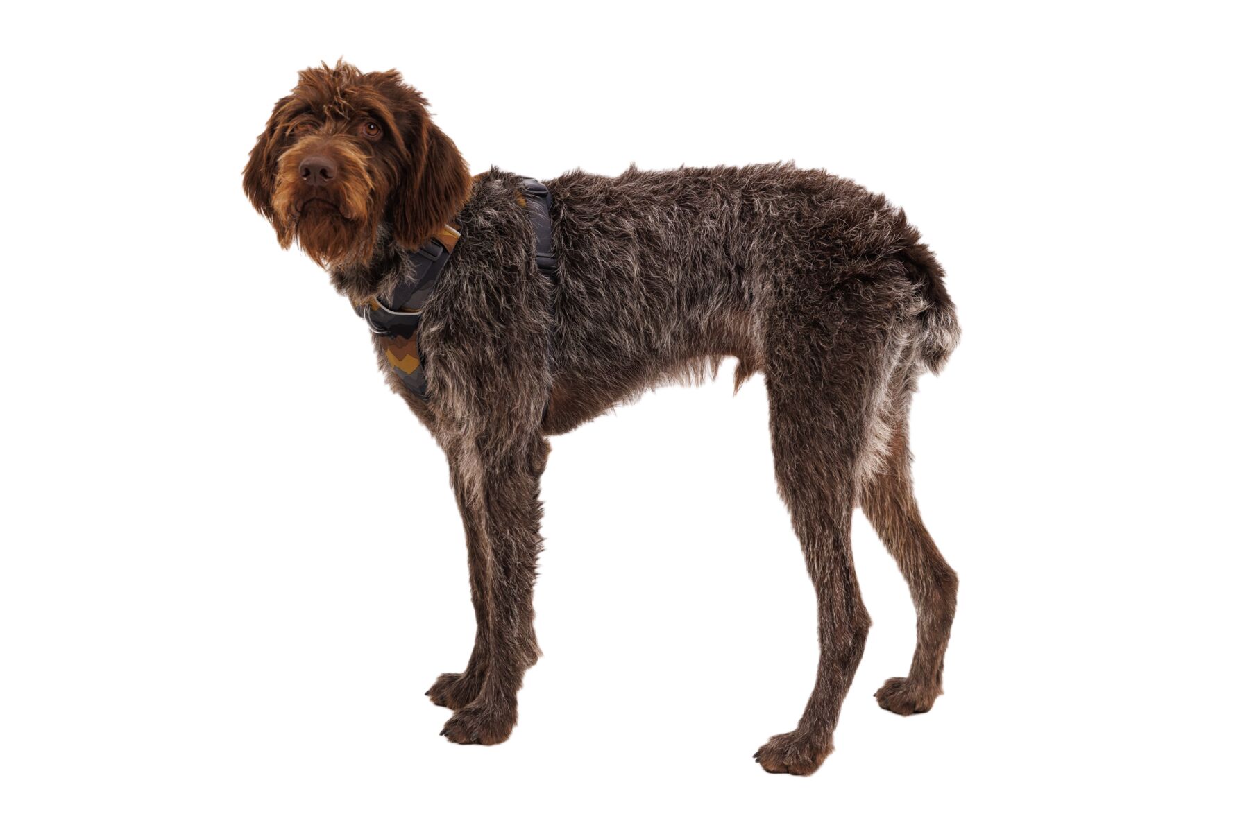 Ruffwear Front Range® Harness Moonlight Mountains
