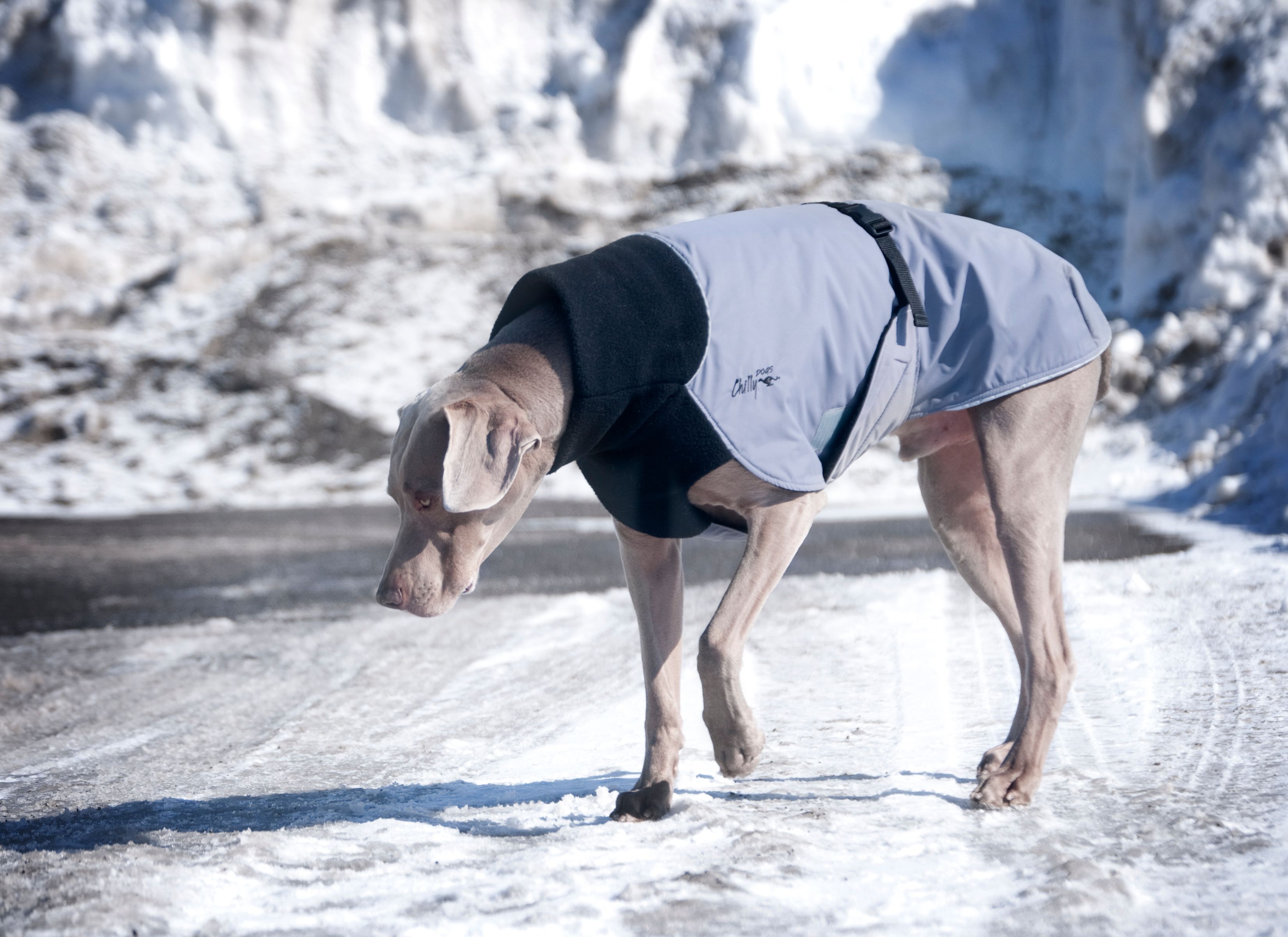 Chilly Dogs Great White North STANDARD