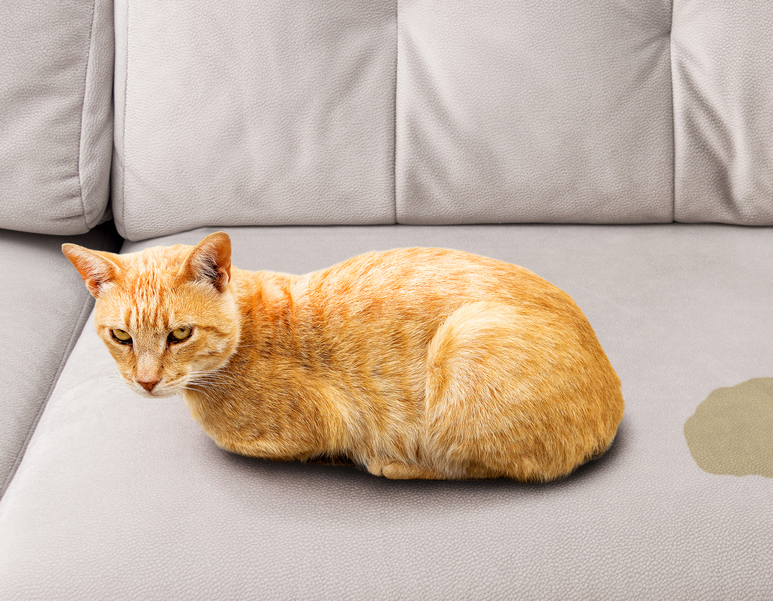 2025-07-12 - Unsauberkeit bei Katzen – Ursachen erkennen, ganzheitlich begleiten