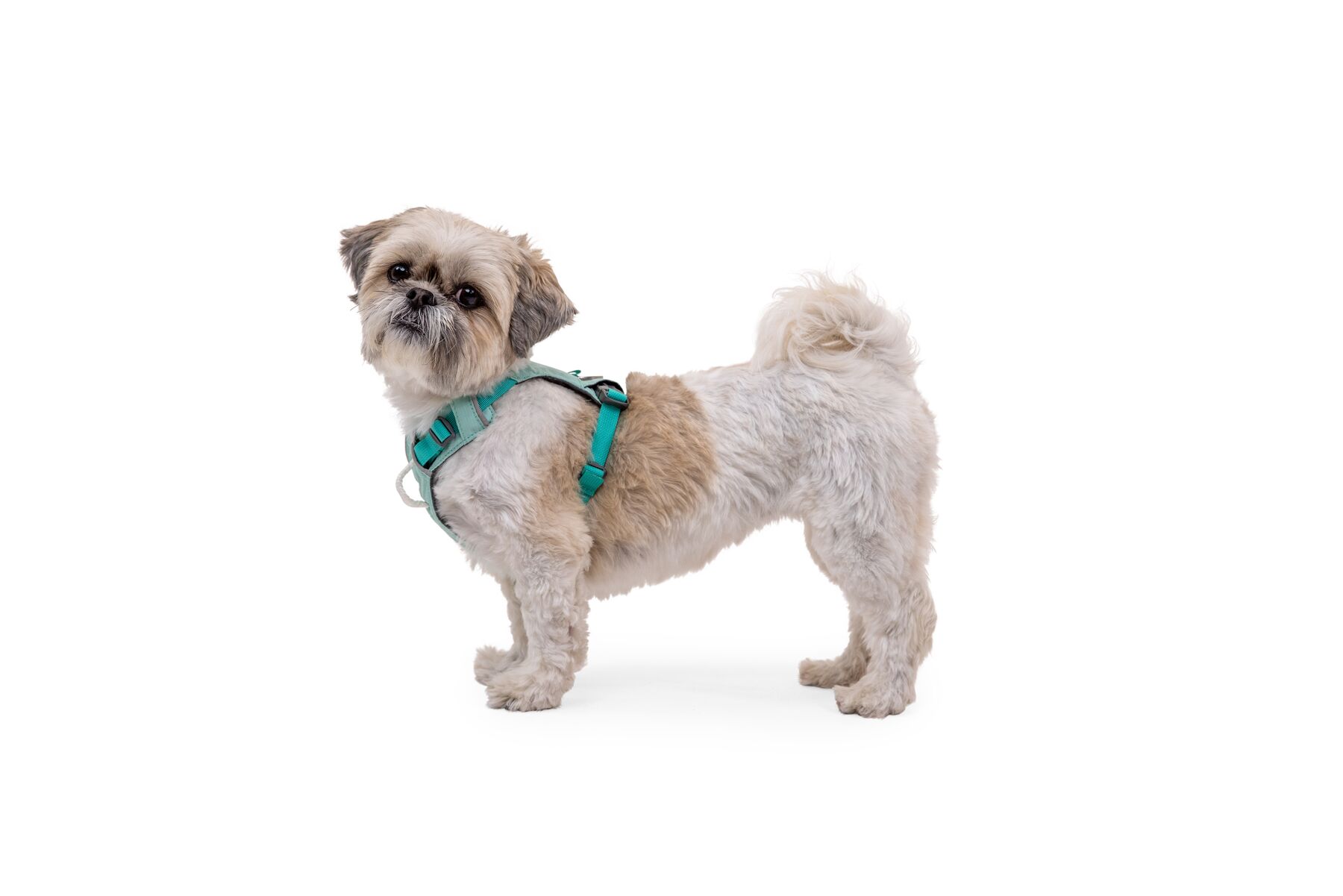 RuffWear Hi & Light™ Harness Sage Green RuffWear Hi & Light™ Harness Sage Green