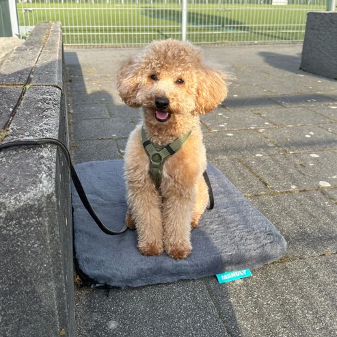 Manuly selbstaufblasende Hundematte Langhaarplüsch anthrazit