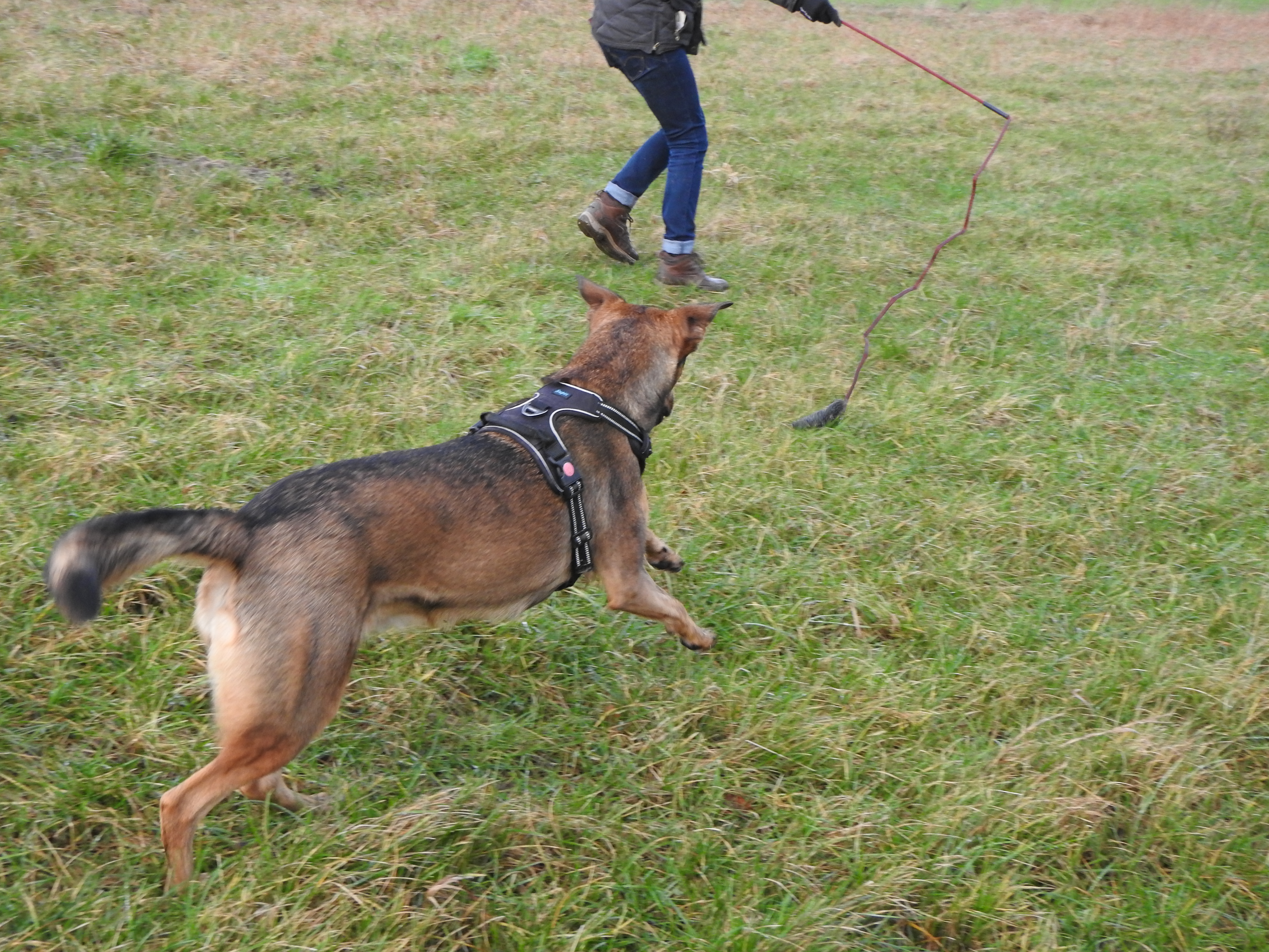 Schulze Hundetrainingsangel Catch Me