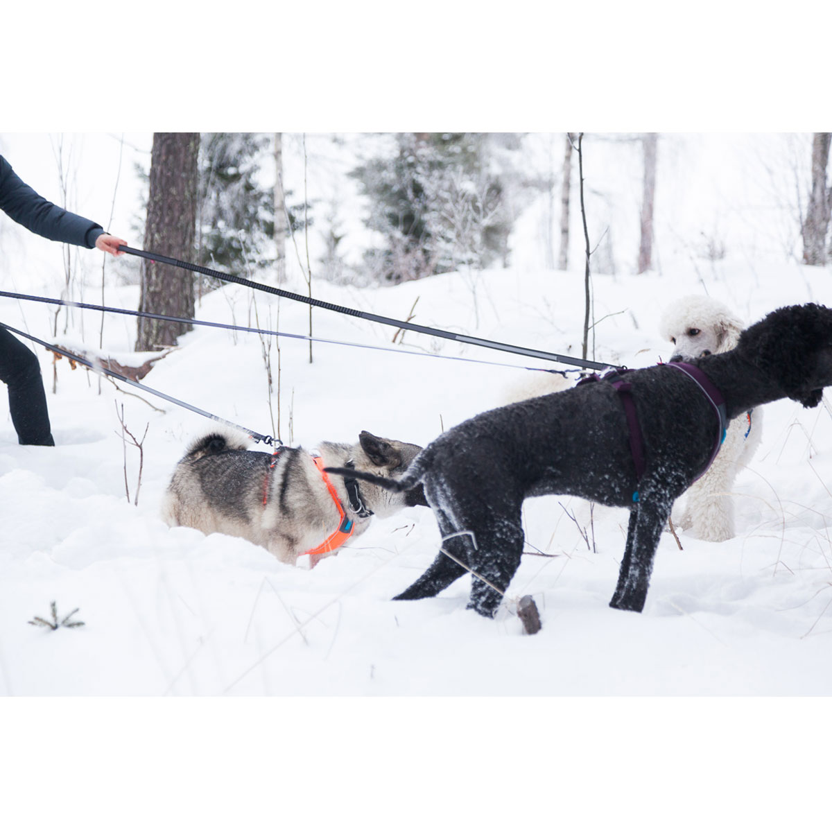 Non-stop dogwear Bungee Touring Leash