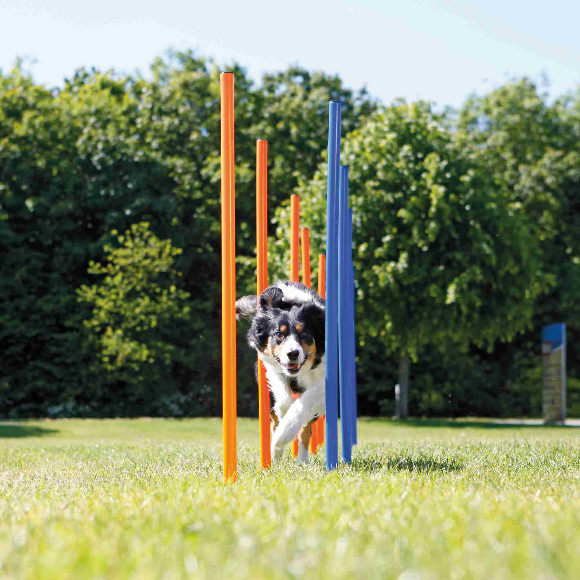 Trixie Dog Activity Agility Slalom, Kunststoff 115 × ø 3cm, 12 St., blau/orange