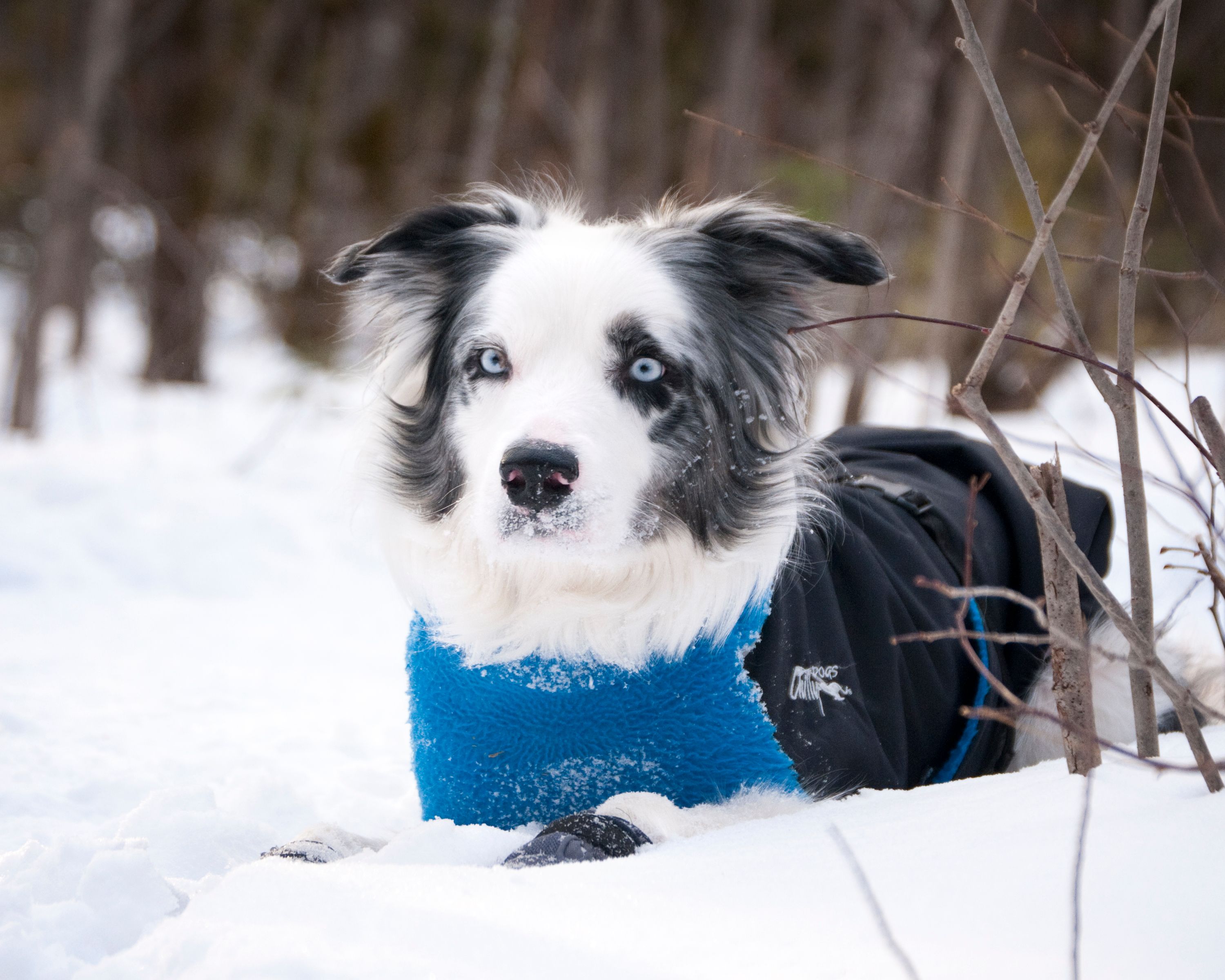 Chilly Dogs Great White North STANDARD