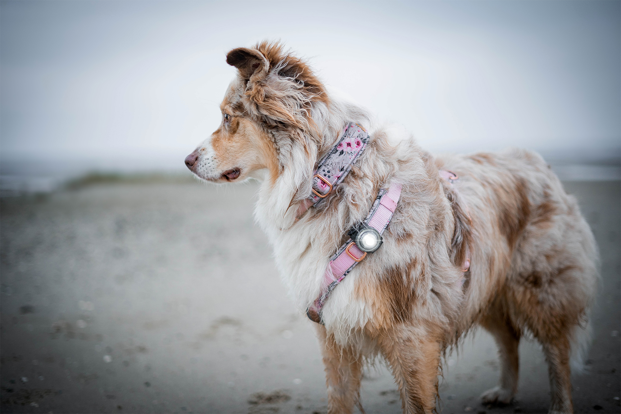 Orbiloc Dog Dual Light white