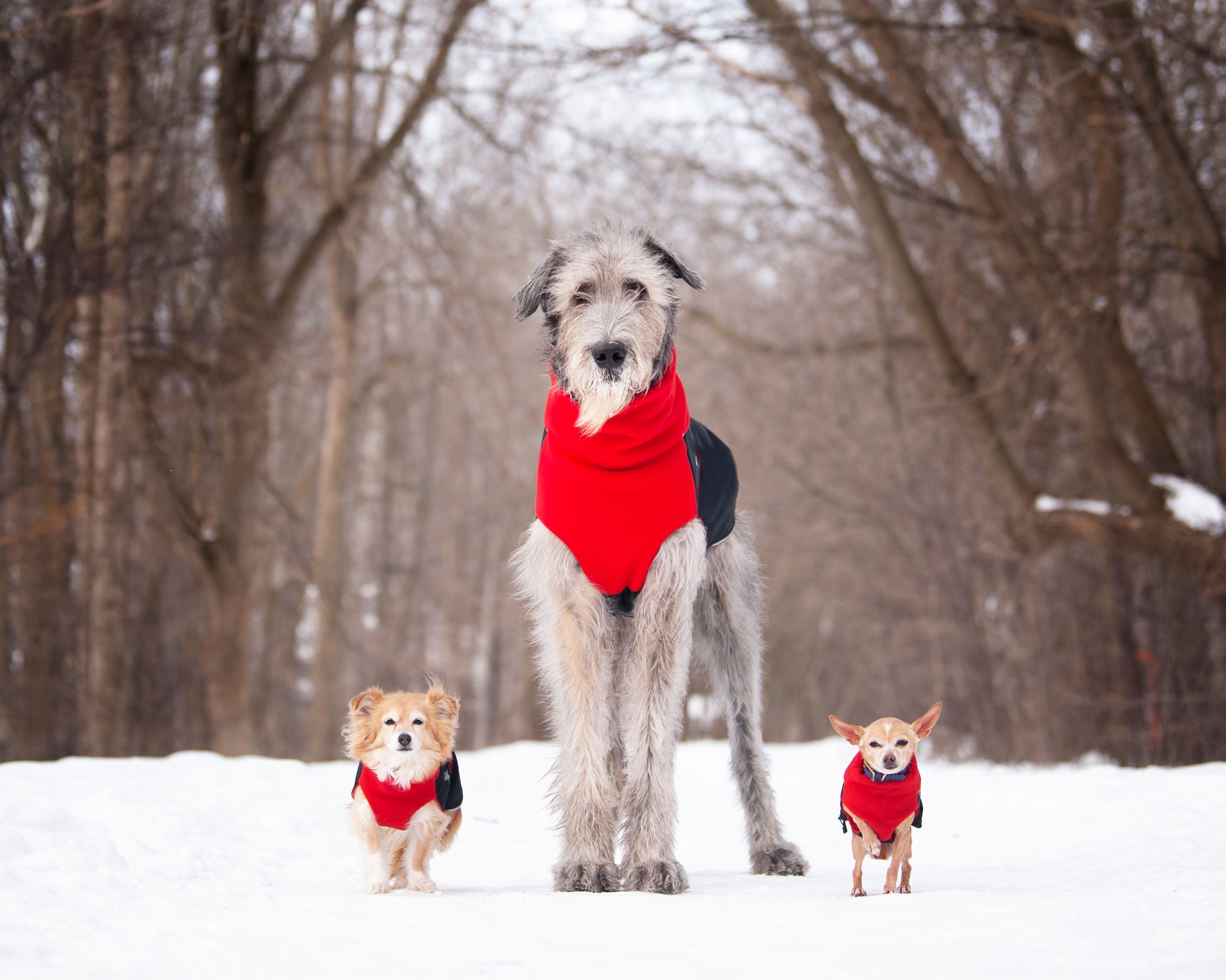 Chilly Dogs Great White North STANDARD