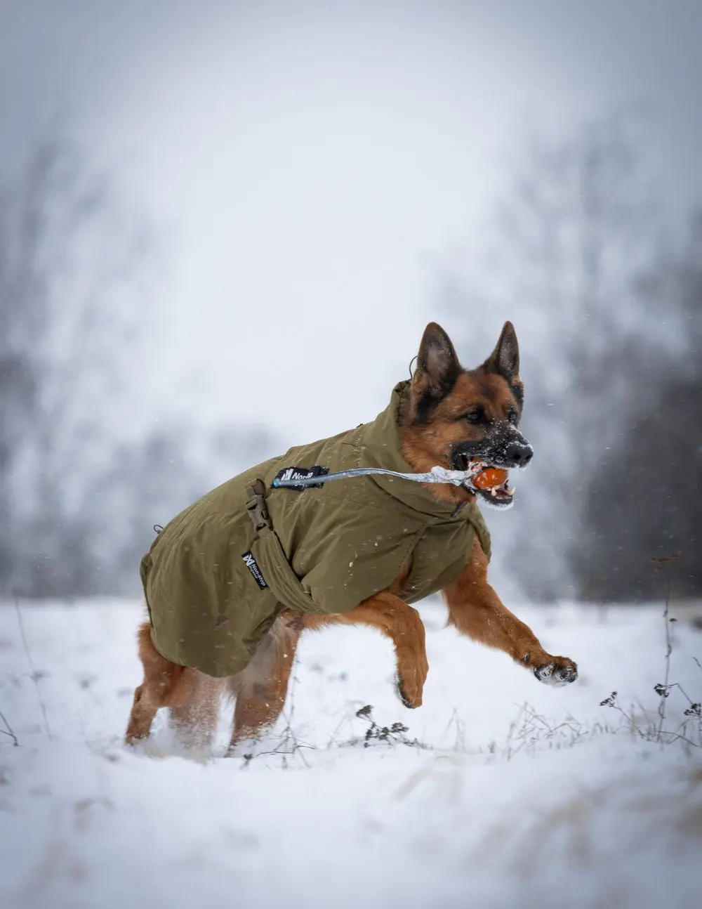 Non-stop dogwear Glacier dog jacket WD olive