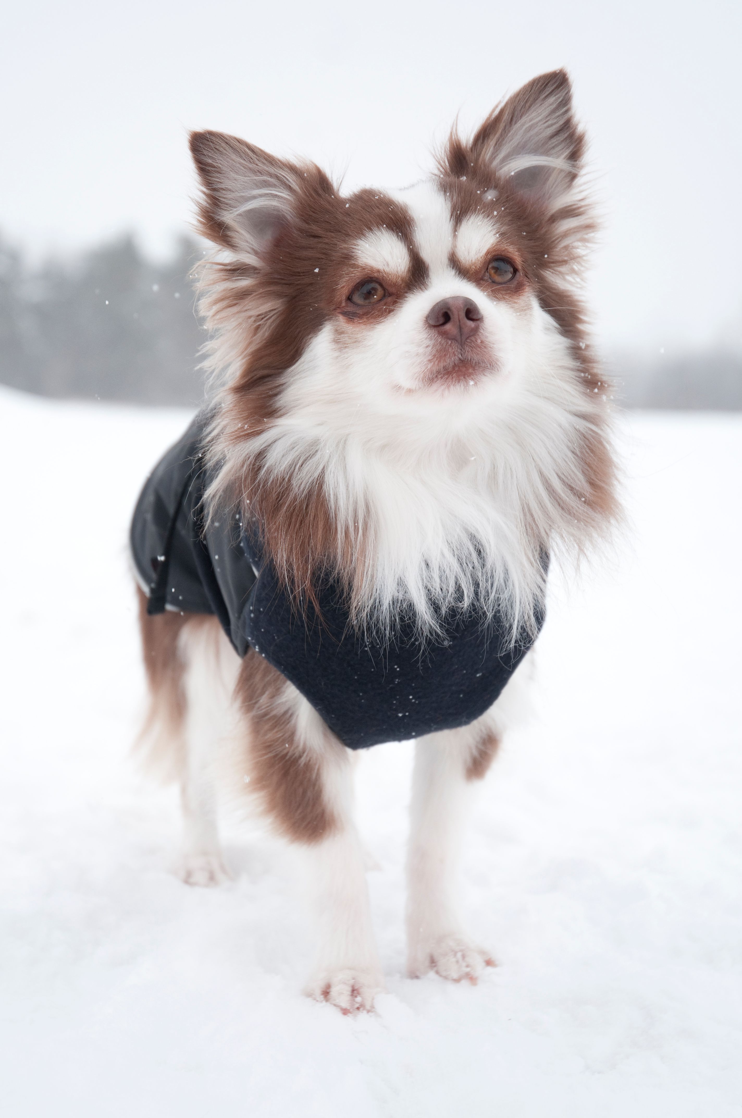 Chilly Dogs Great White North STANDARD