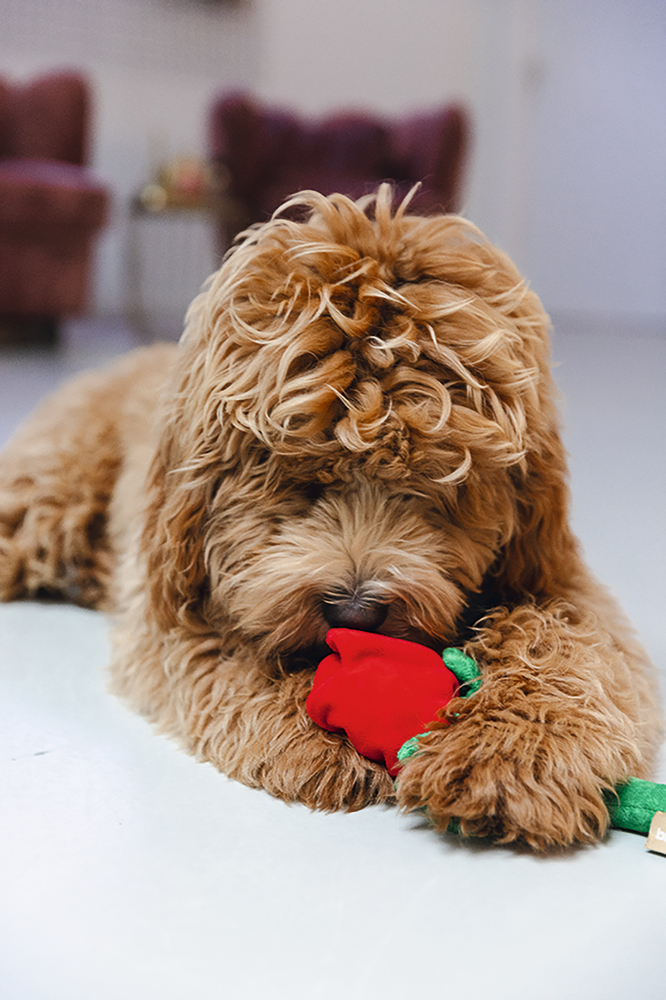 Beeztees Hundespielzeug Valentinstag Rote Rose