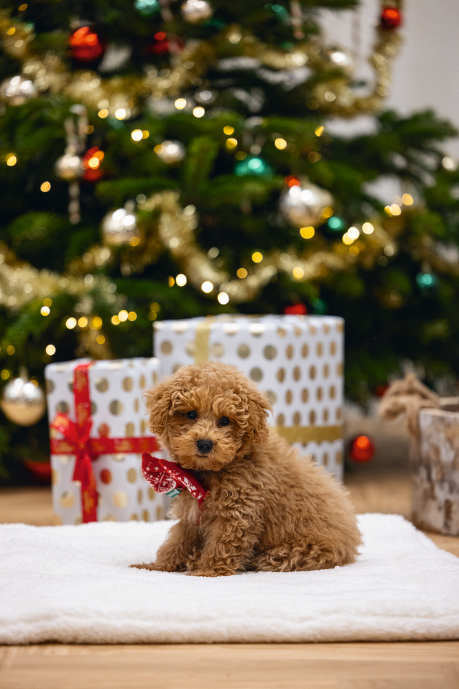 Beeztees Weihnachtsfliege für Hunde rot