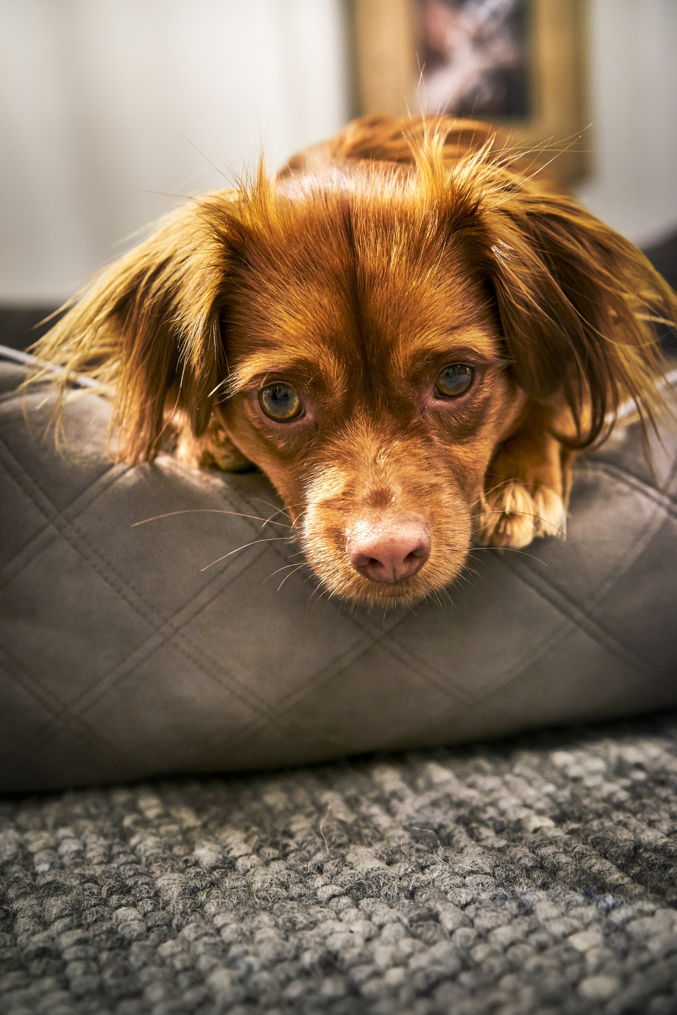 Laboni Hundebett OXFORD