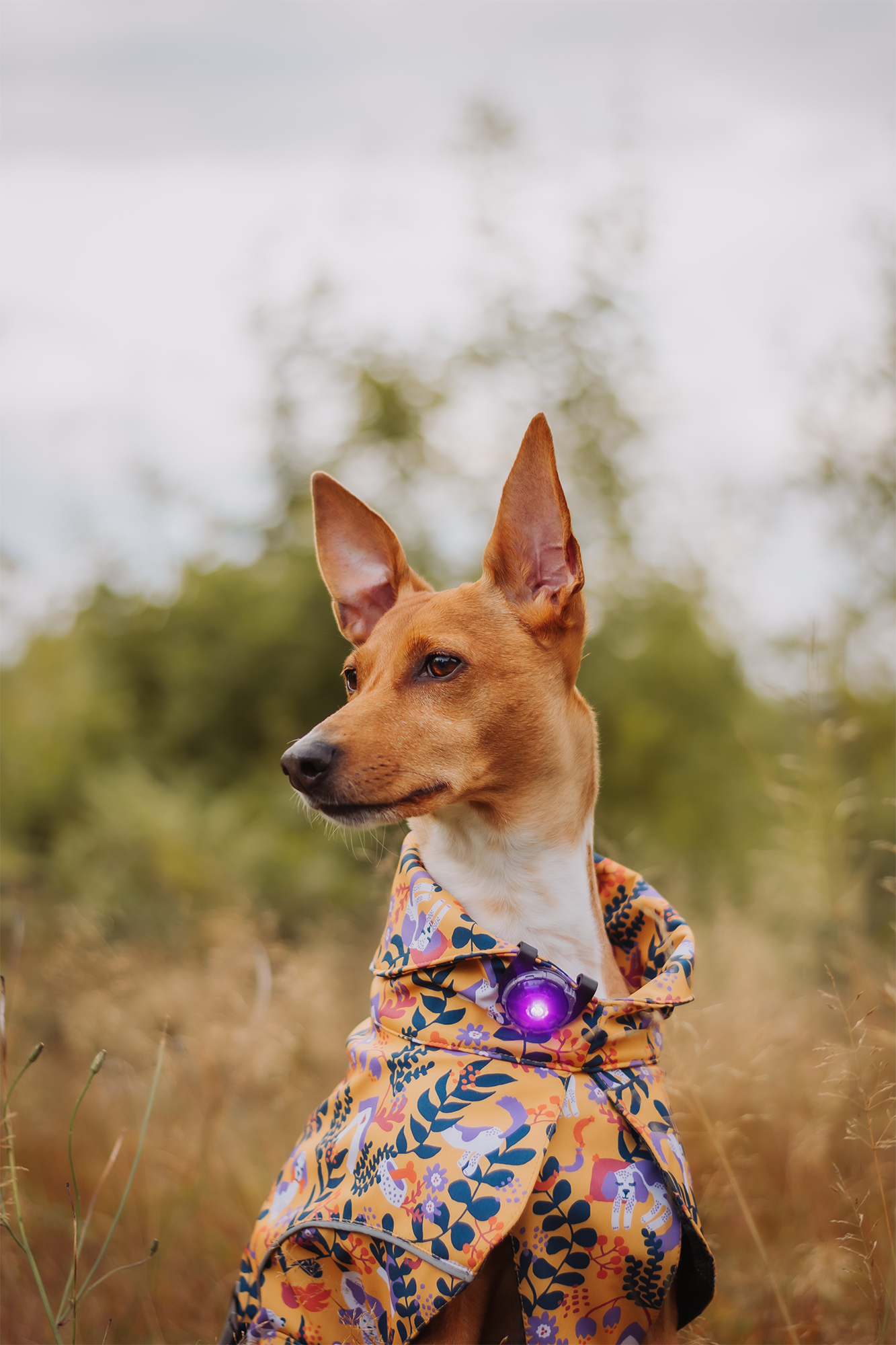 Orbiloc Dog Dual Light purple