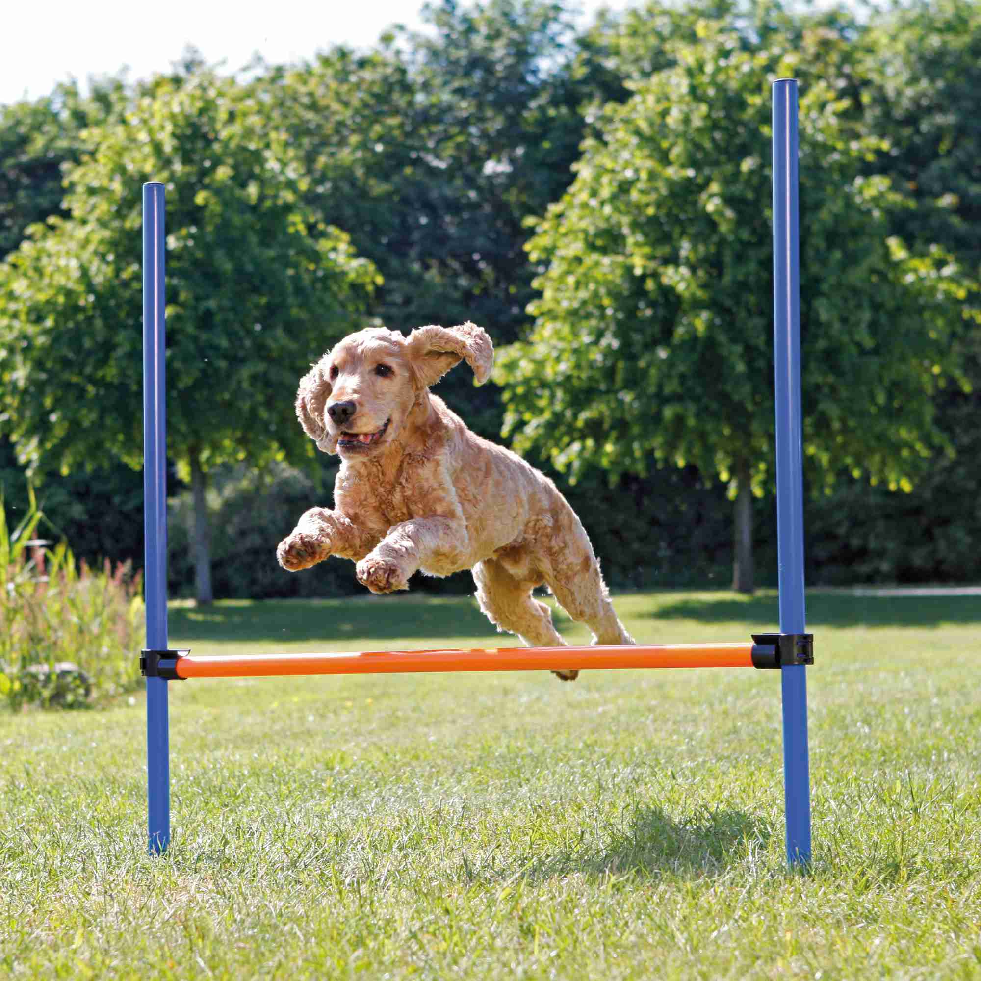 Trixie Dog Activity Agility Hürde, Kunststoff 123 × 115cm / ø 3cm, blau/orange