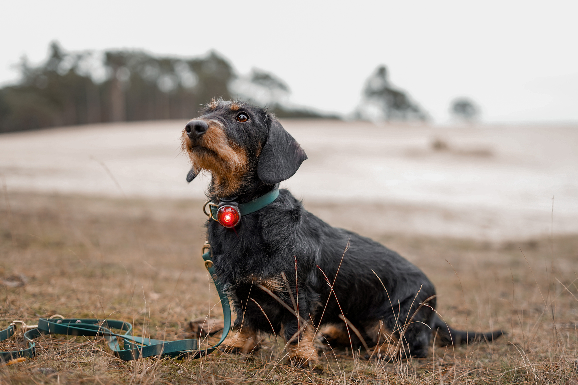 Orbiloc Dog Dual Light red