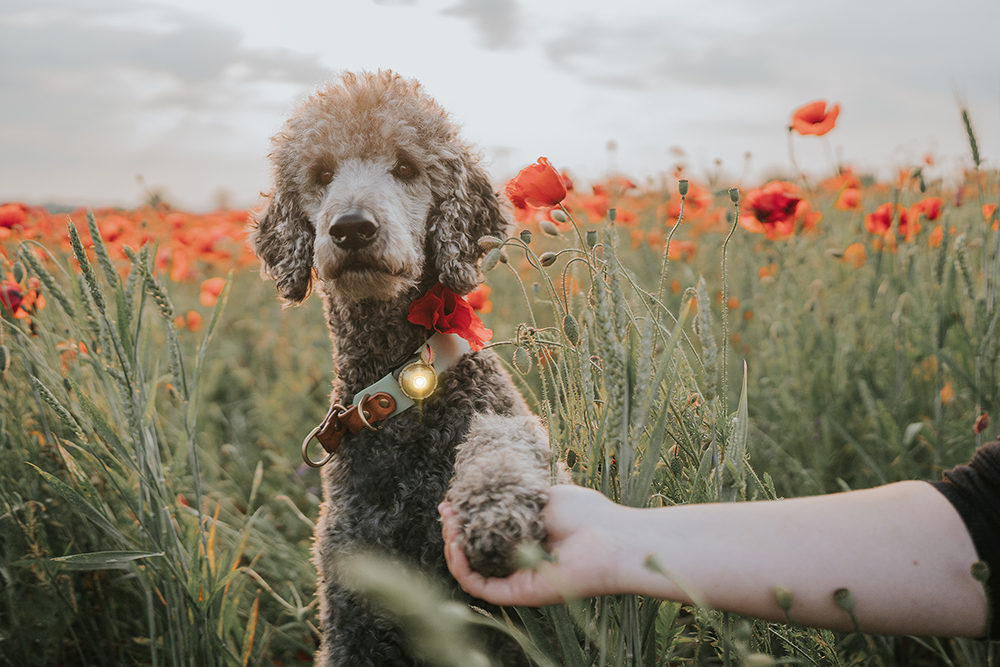 Orbiloc Dog Dual Light gold Orbiloc Dog Dual Light gold