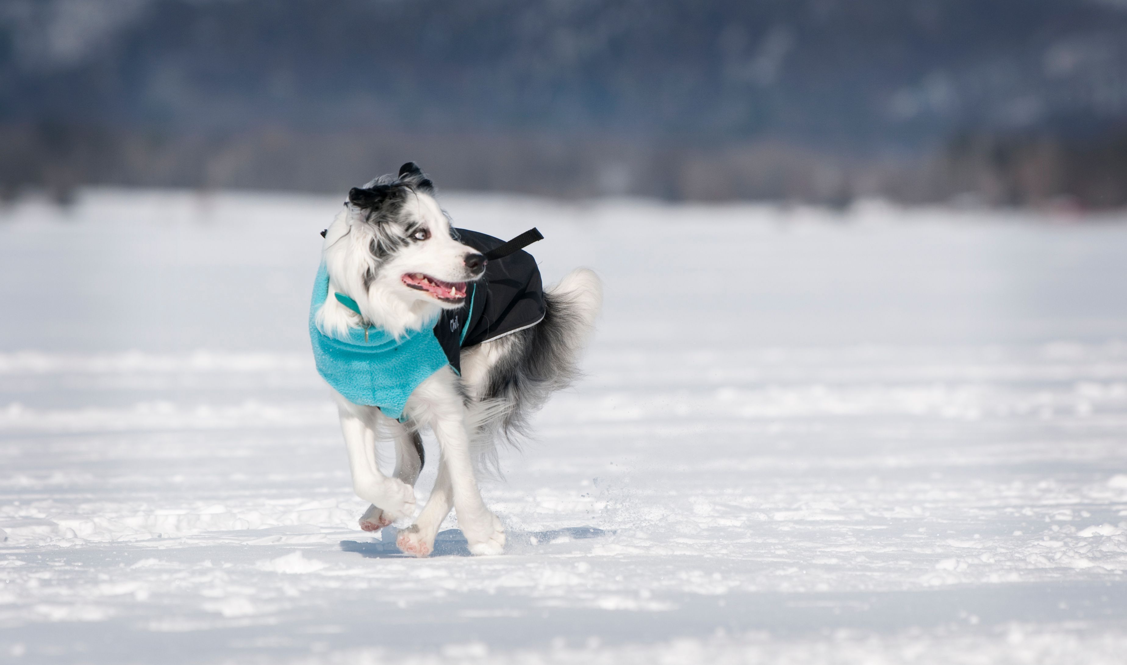 Chilly Dogs Great White North STANDARD