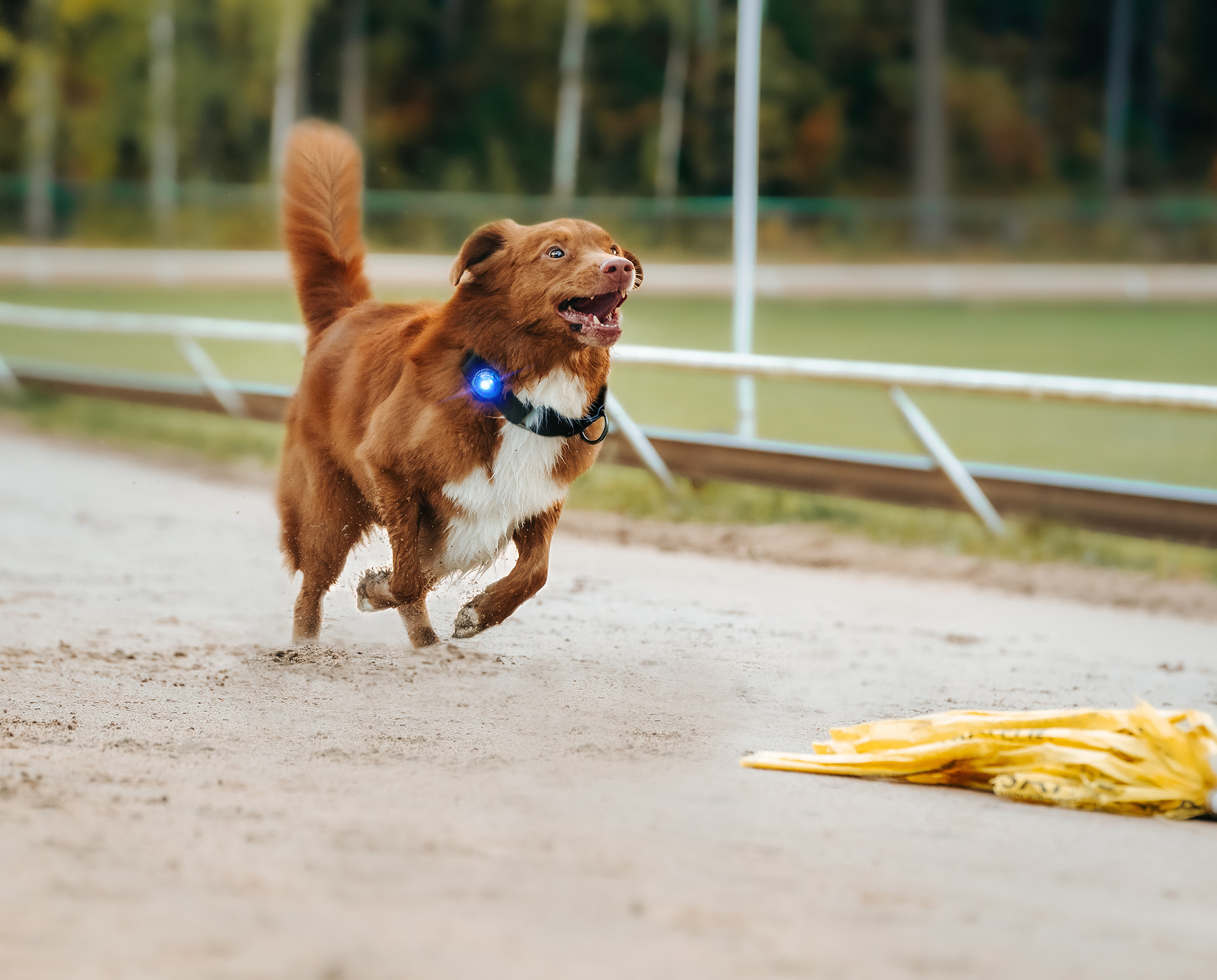 Orbiloc Dog Dual Light blue